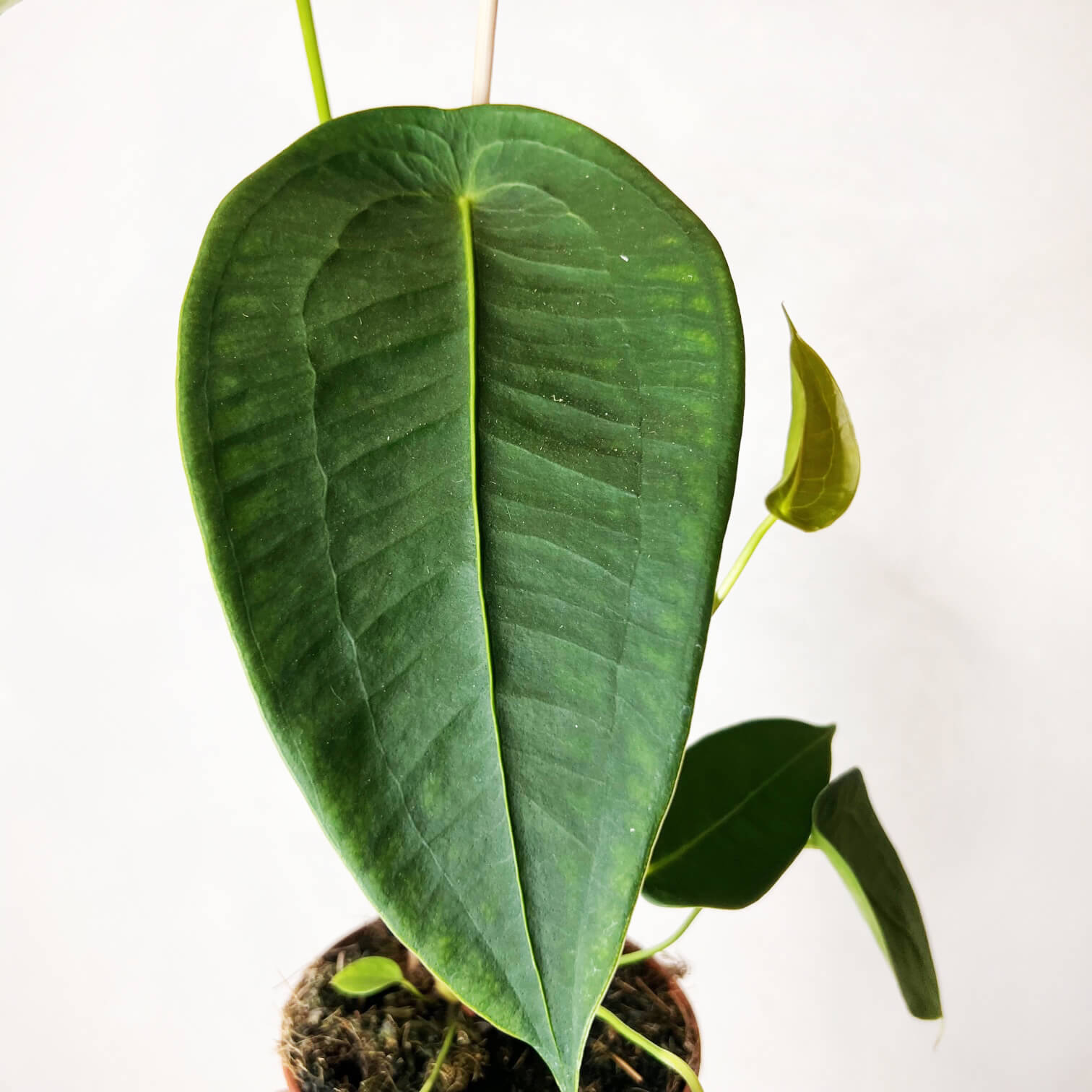 Anthurium Peltigerum