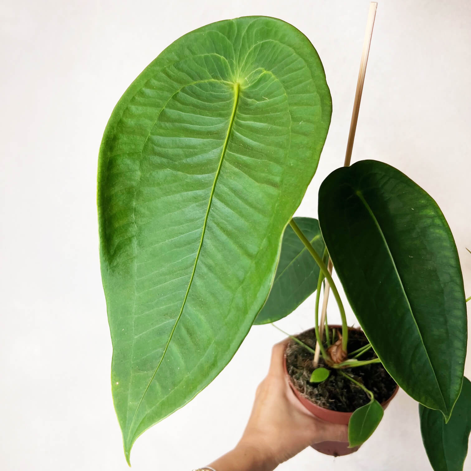 Anthurium Peltigerum