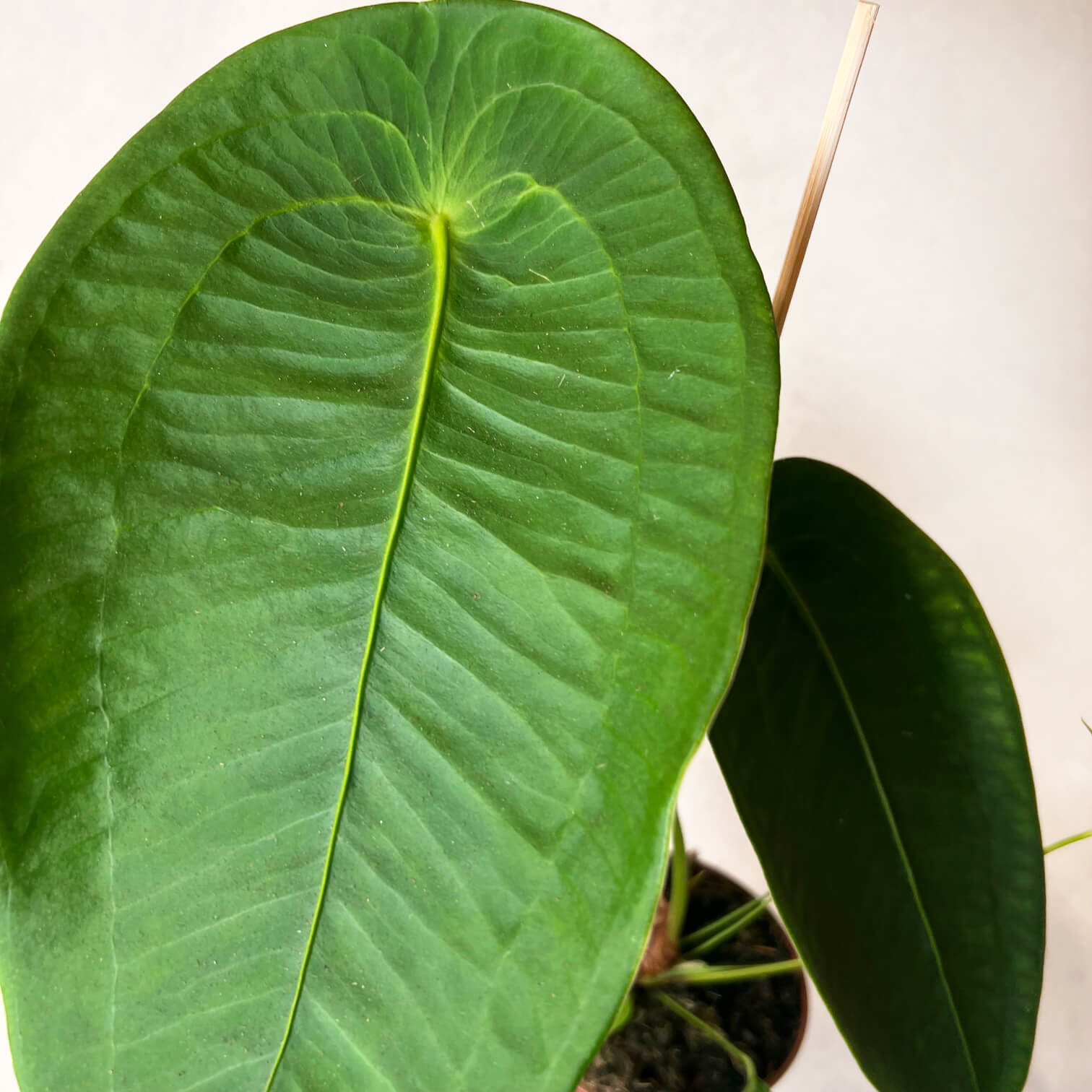Anthurium Peltigerum