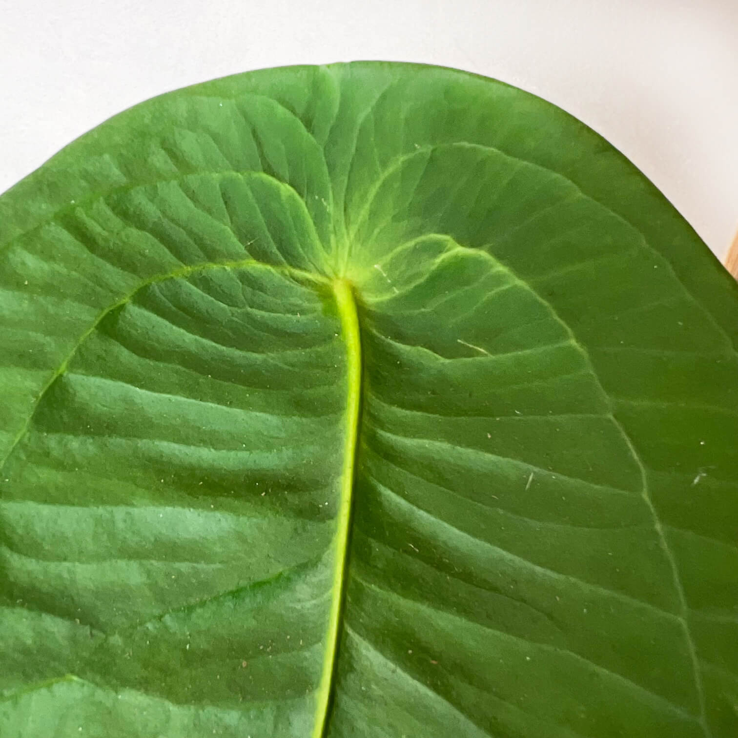 Anthurium Peltigerum