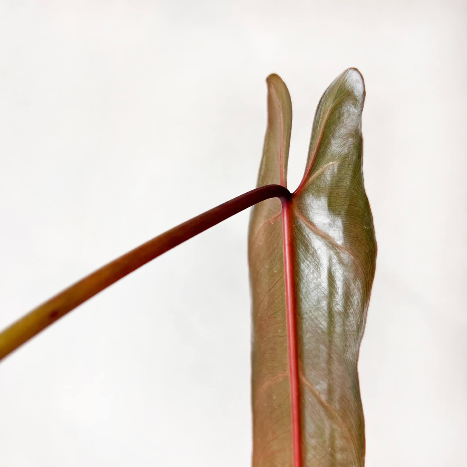 Philodendron spiritus Sancti