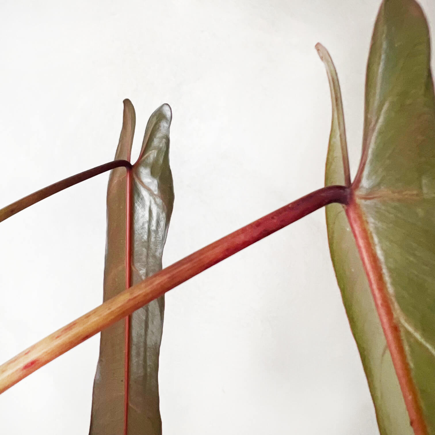 Philodendron spiritus Sancti