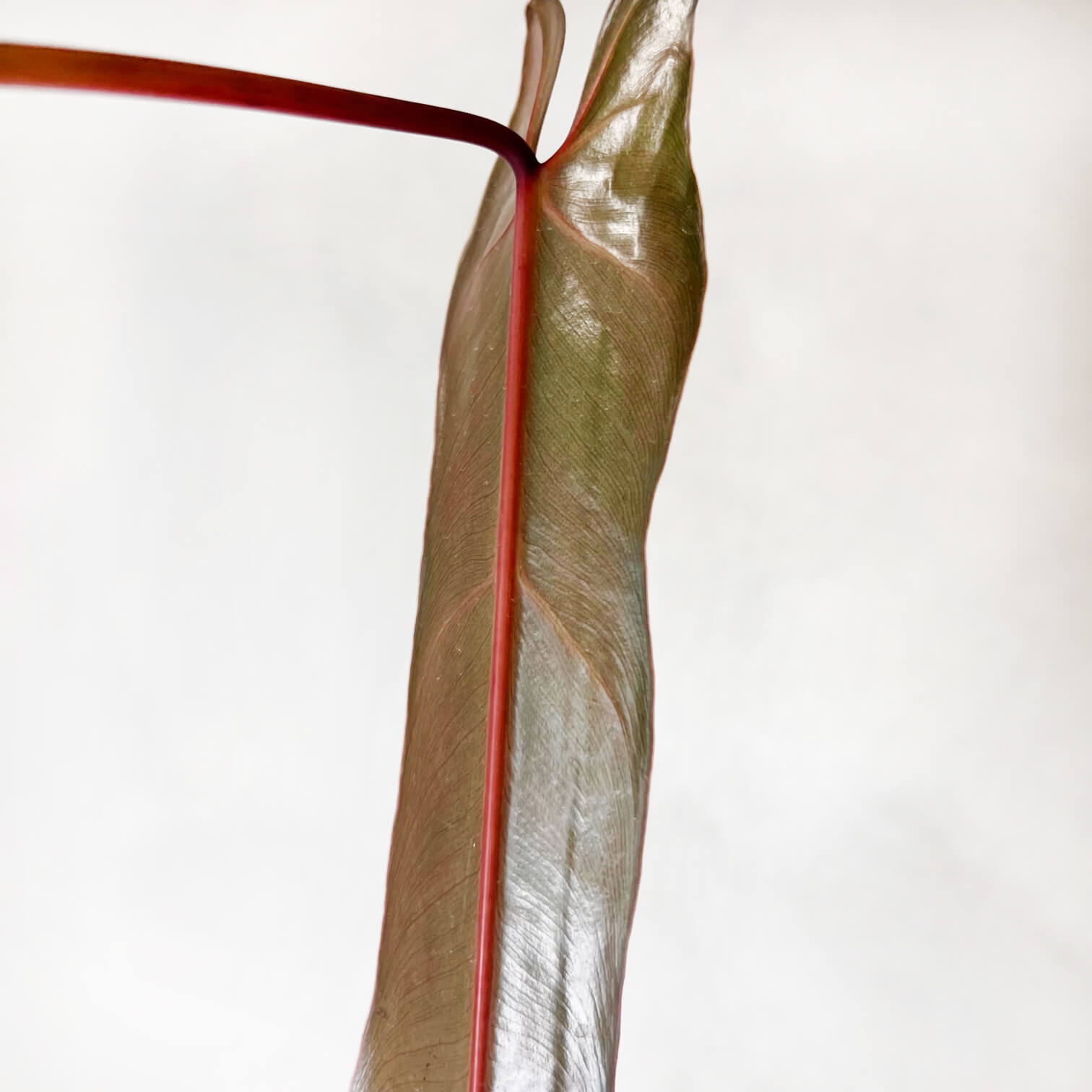 Philodendron spiritus Sancti