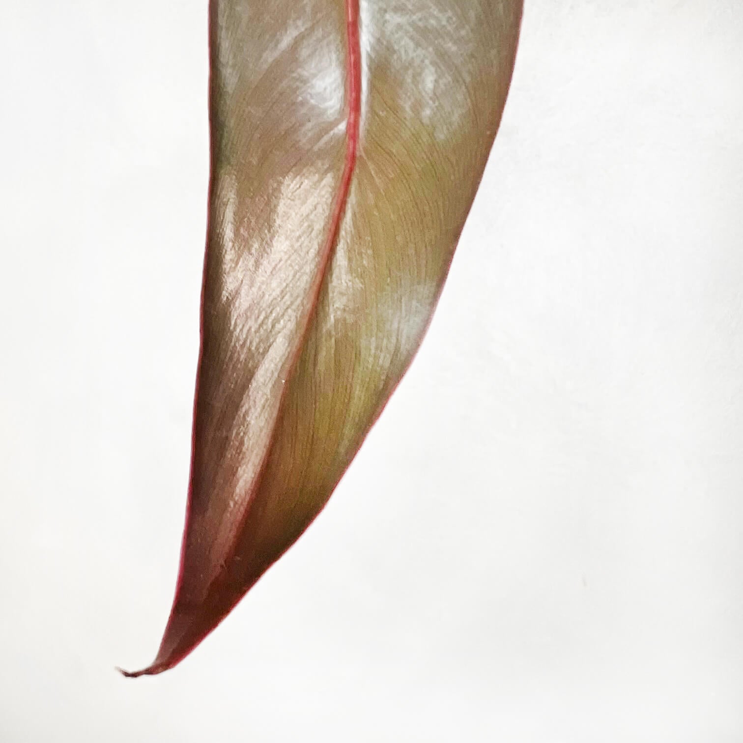 Philodendron spiritus Sancti