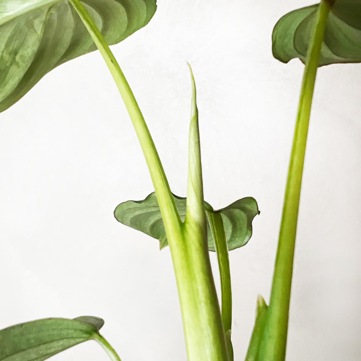 Baby Philodendron Mamei