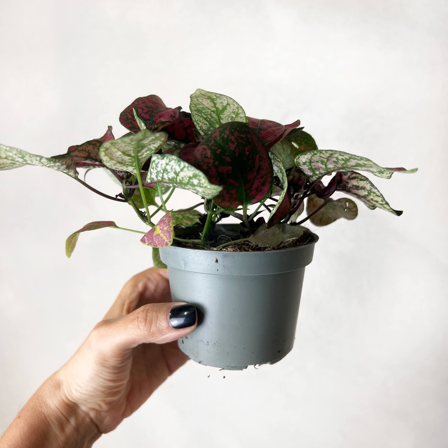 Hypoestes Phyllostachya /Red