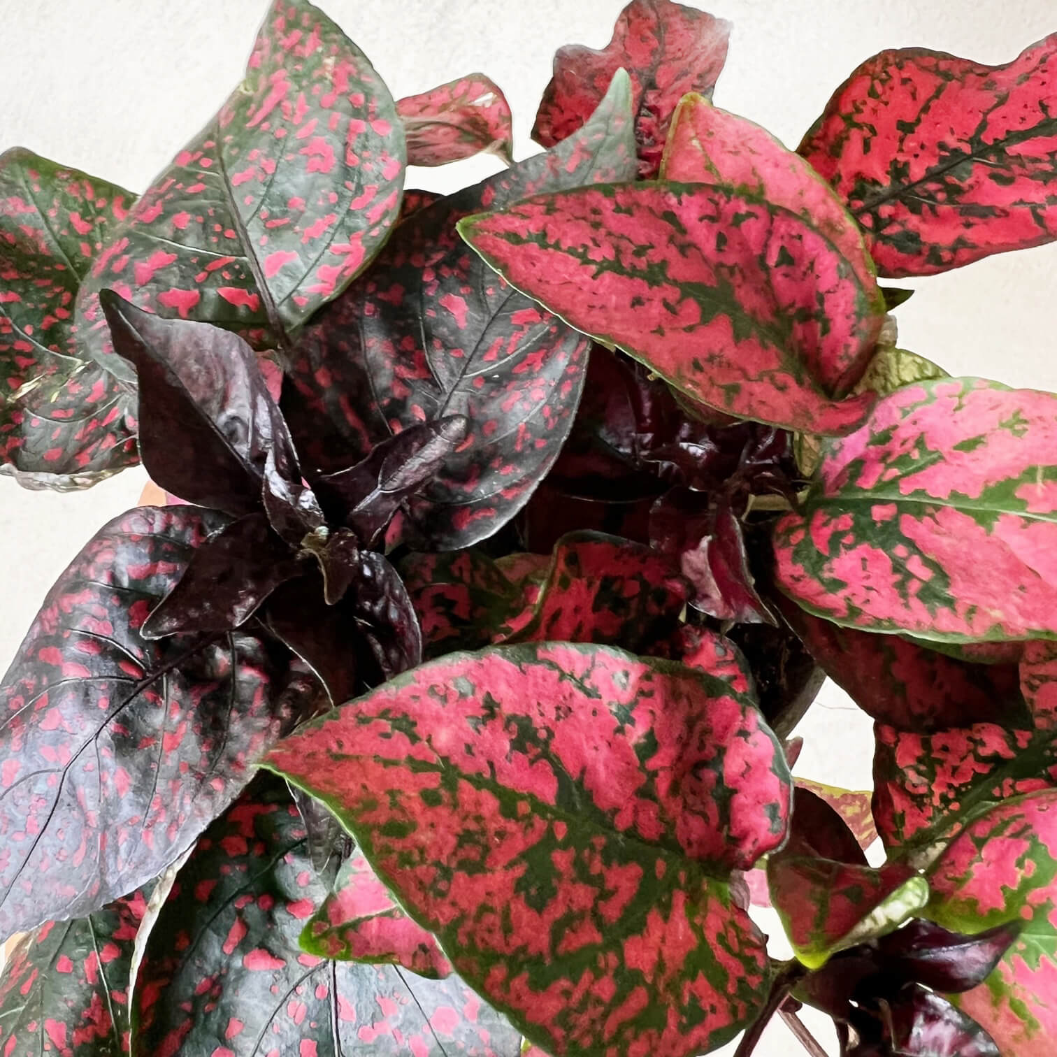 Hypoestes Phyllostachya /Red