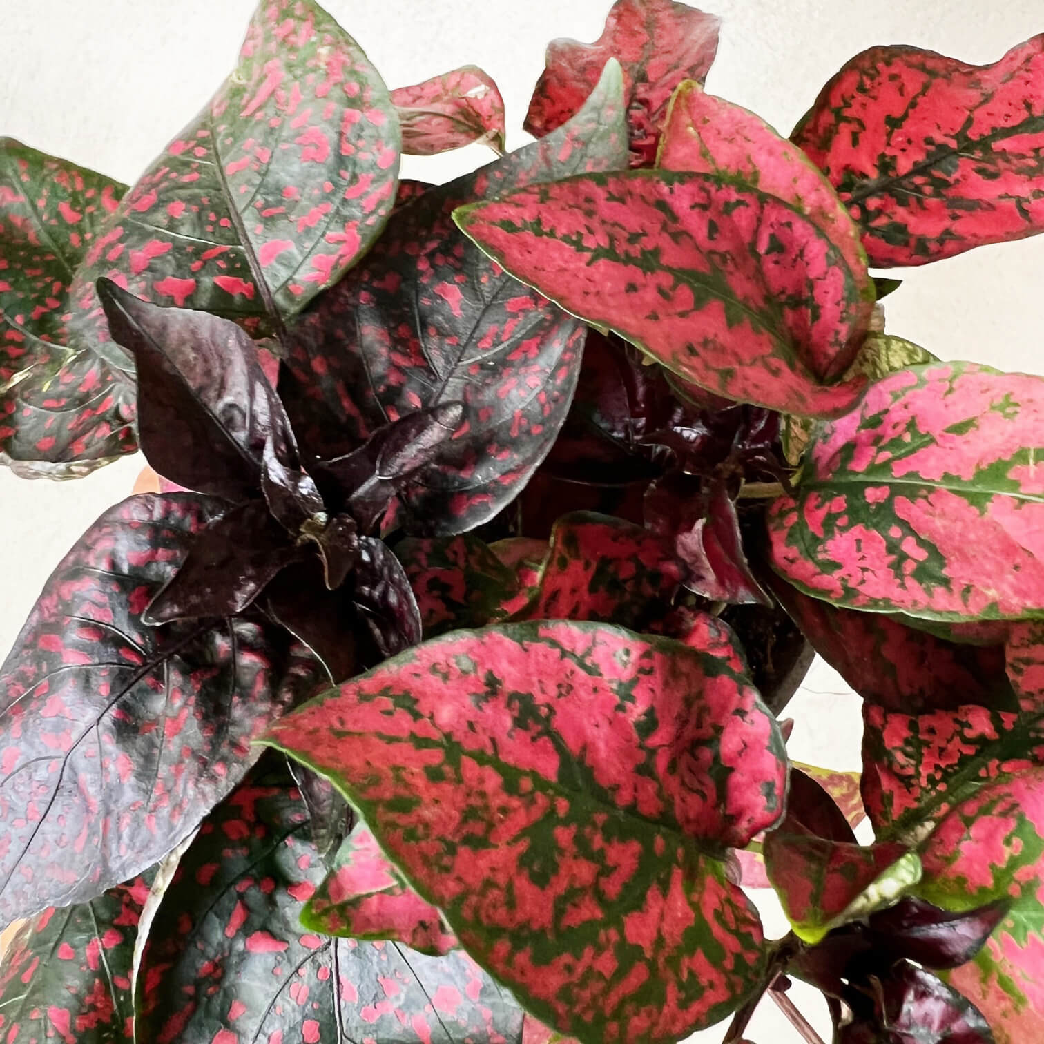 Hypoestes Phyllostachya /Red