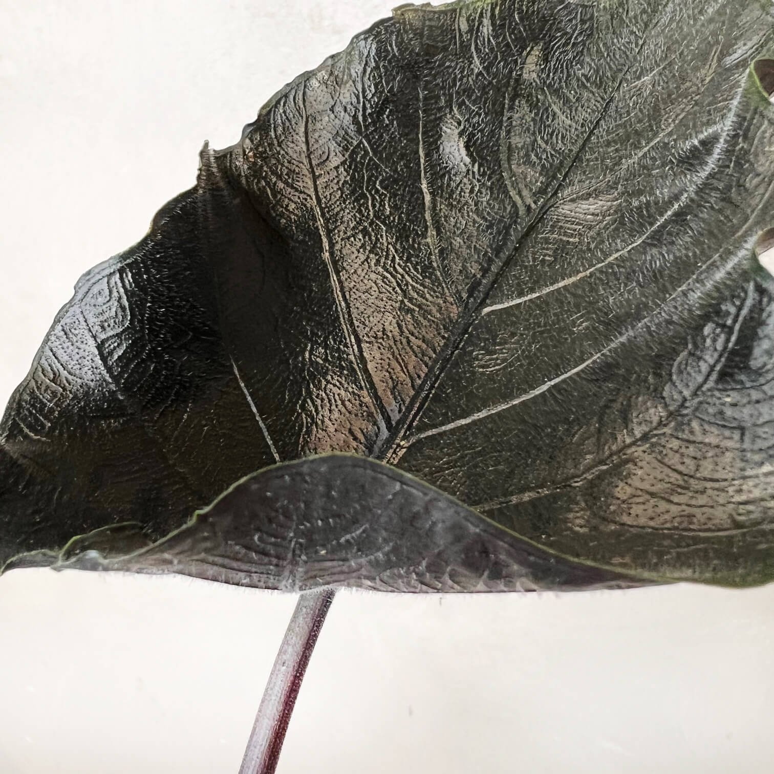 Alocasia Antoro Velvet