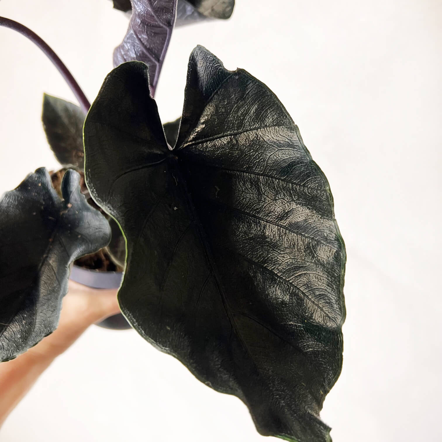 Alocasia Antoro Velvet