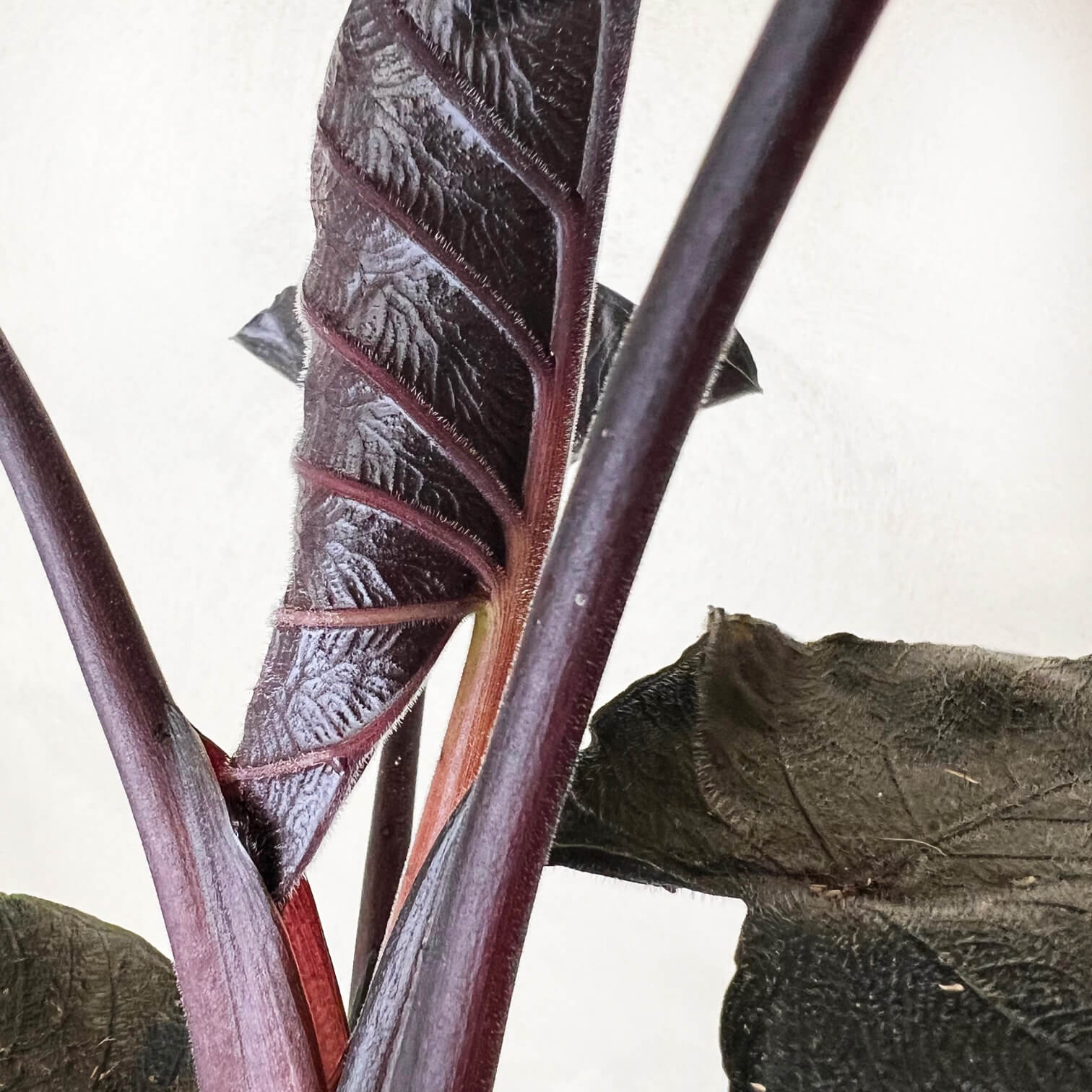 Alocasia Antoro Velvet