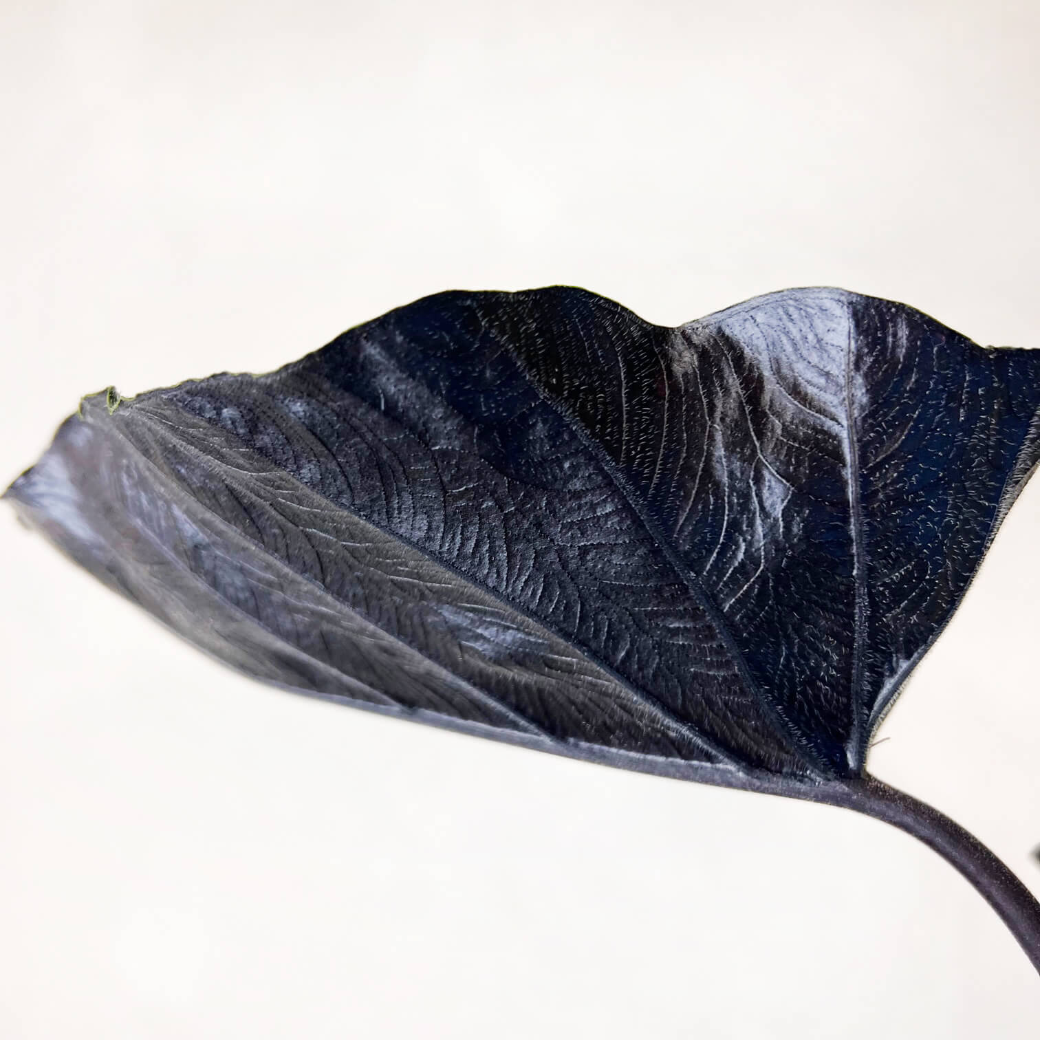 Alocasia Antoro Velvet