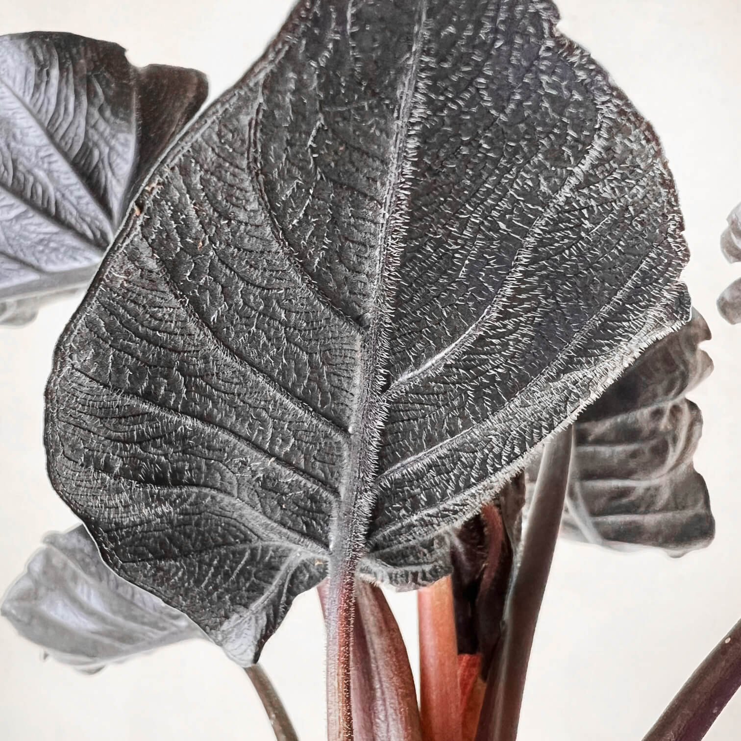 Alocasia Antoro Velvet
