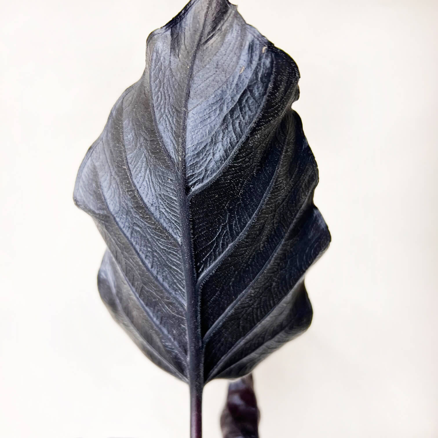 Alocasia Antoro Velvet