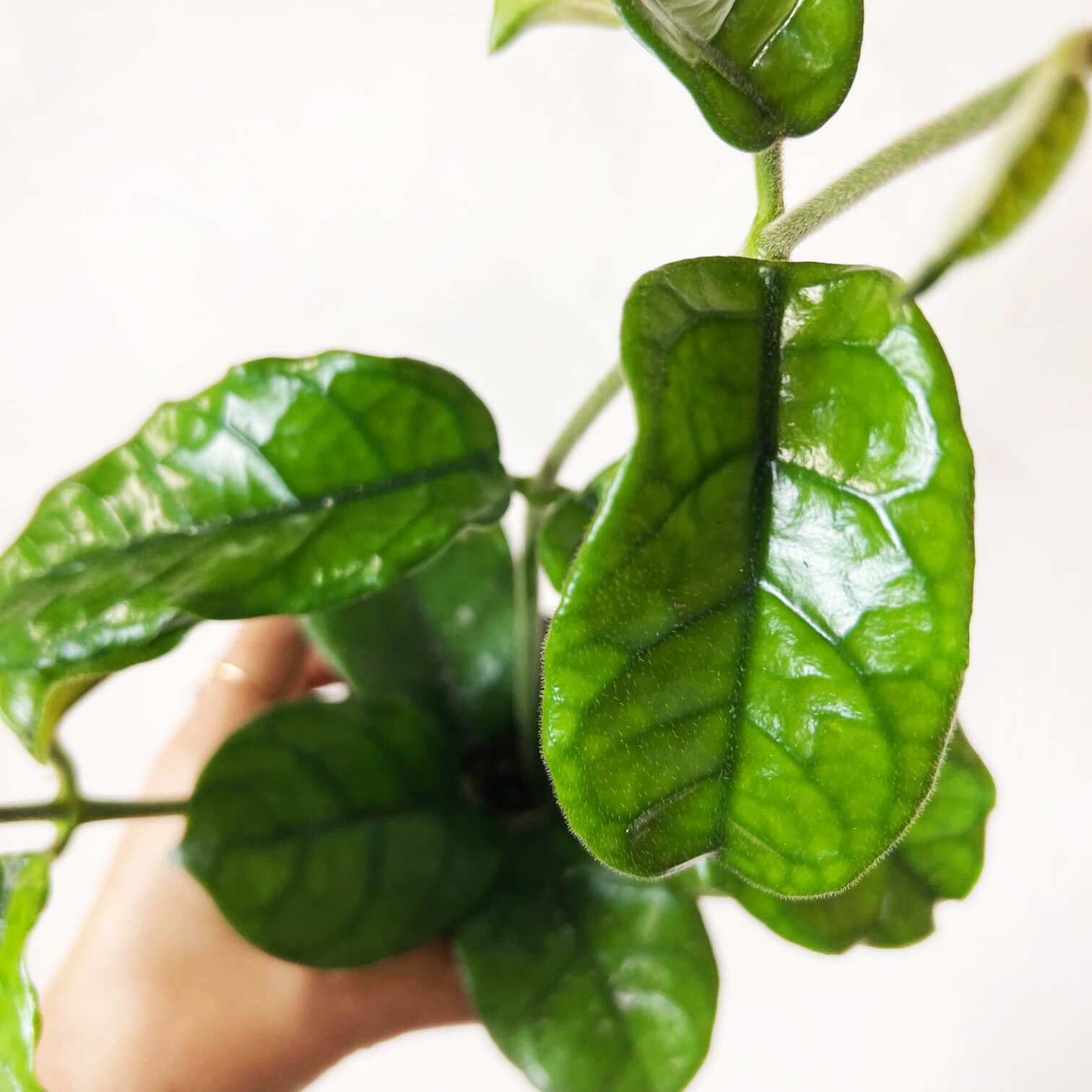 Hoya Villosa