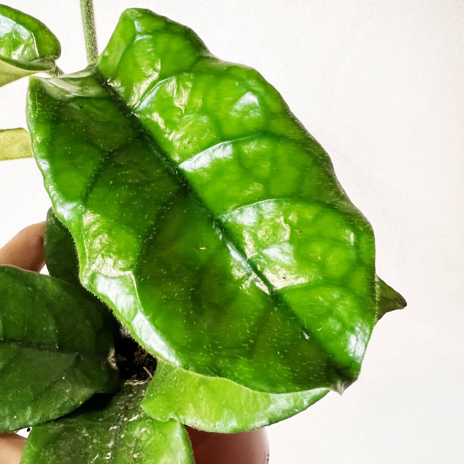 Hoya Villosa