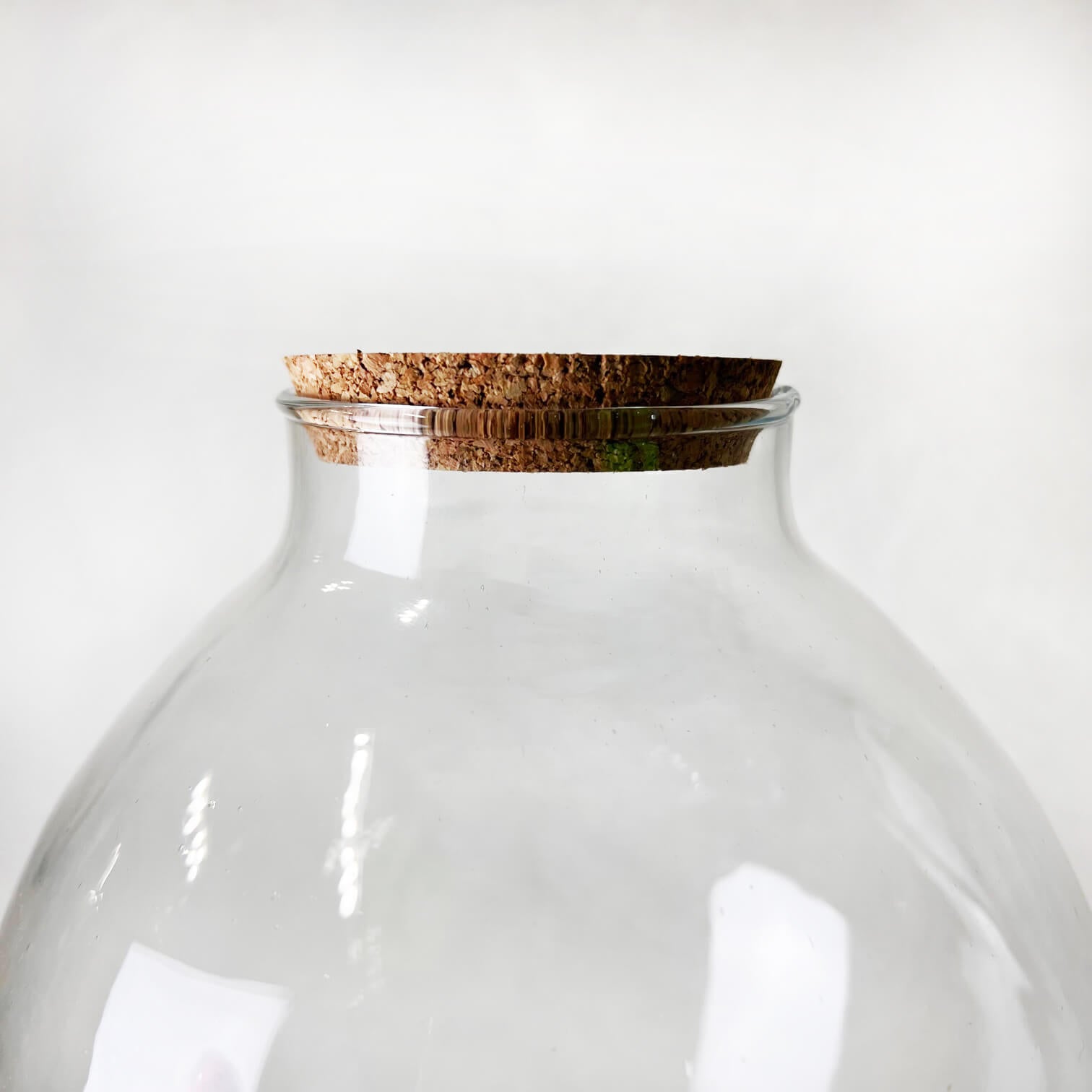 Contenitore in vetro per terrari /Damigella