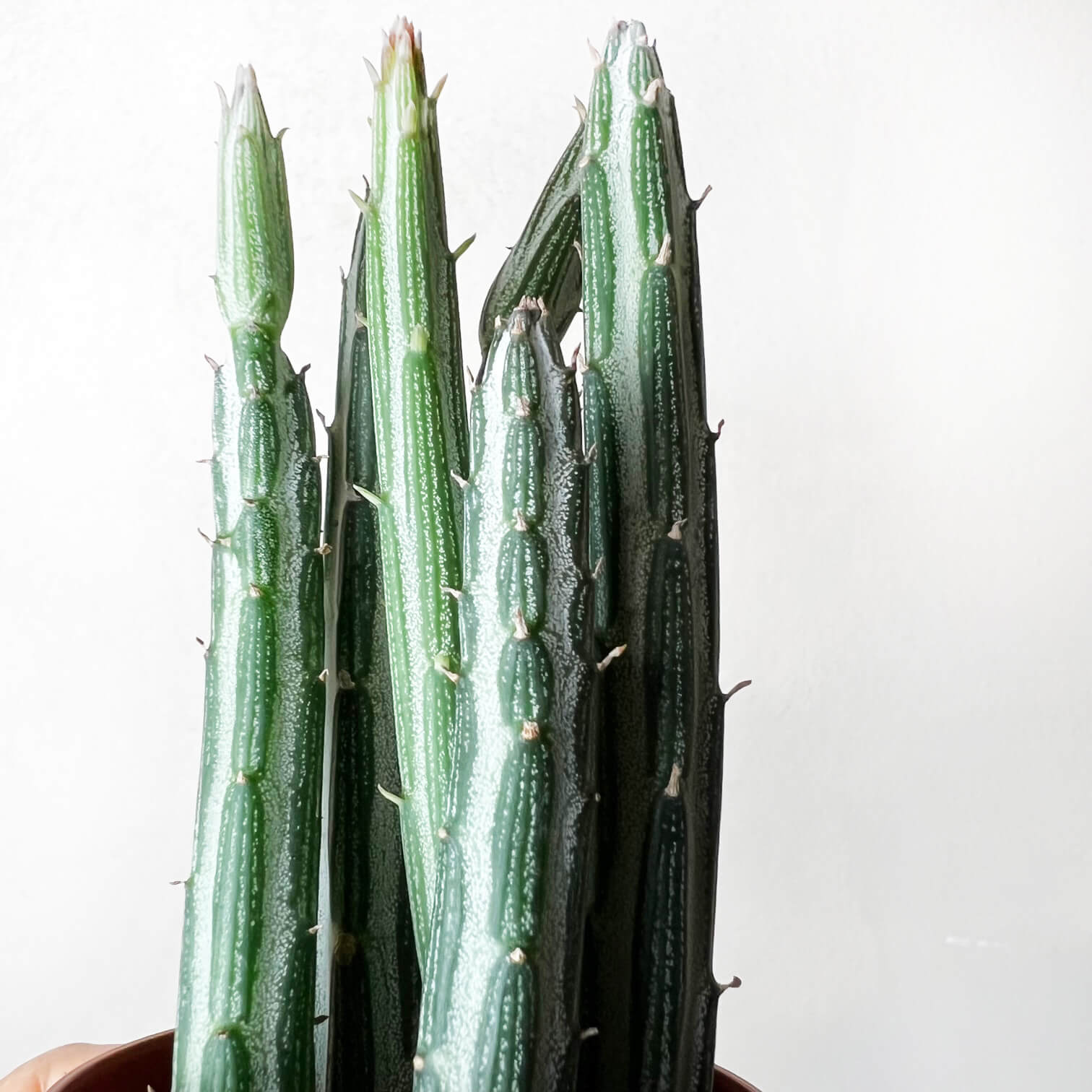 Baby Senecio Stapeliaeformis