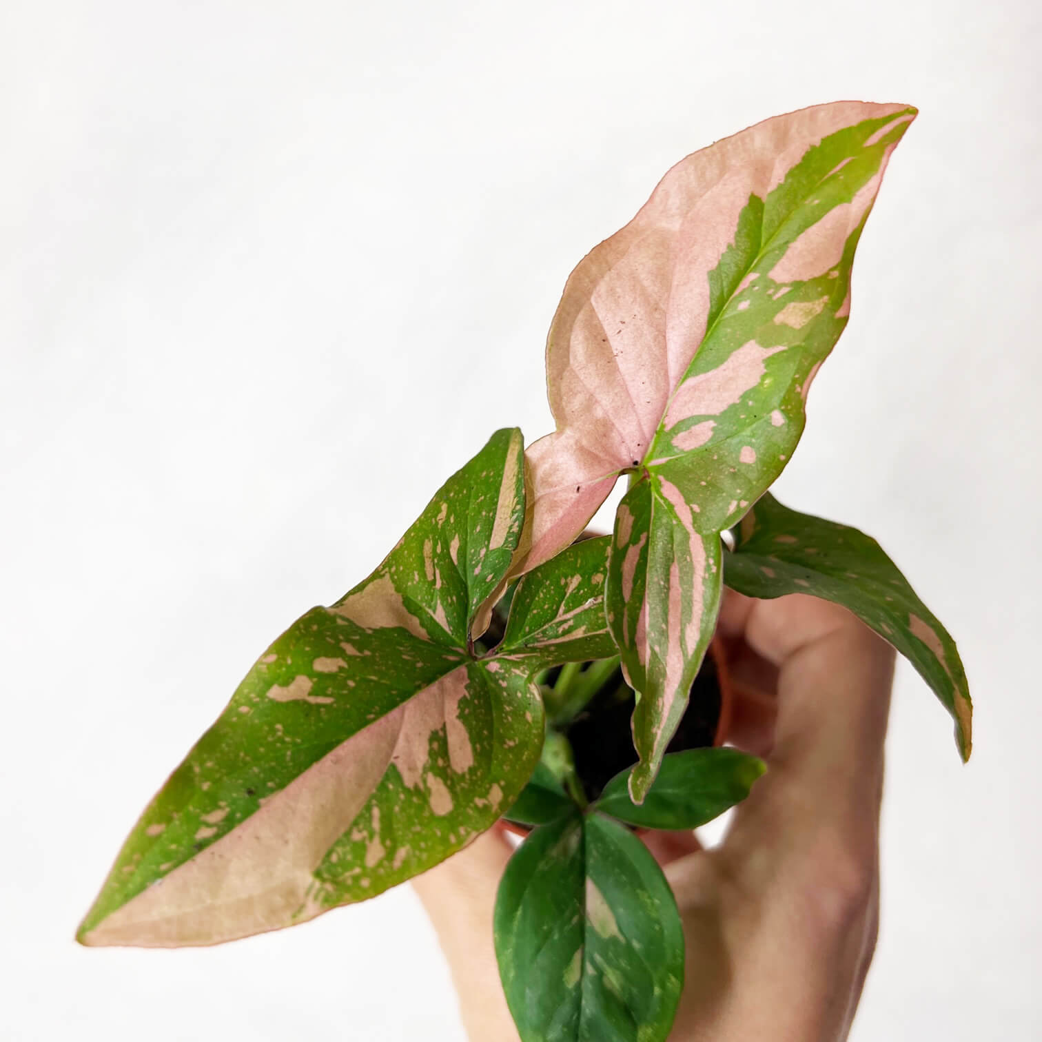 Baby Syngonium Pink Splash