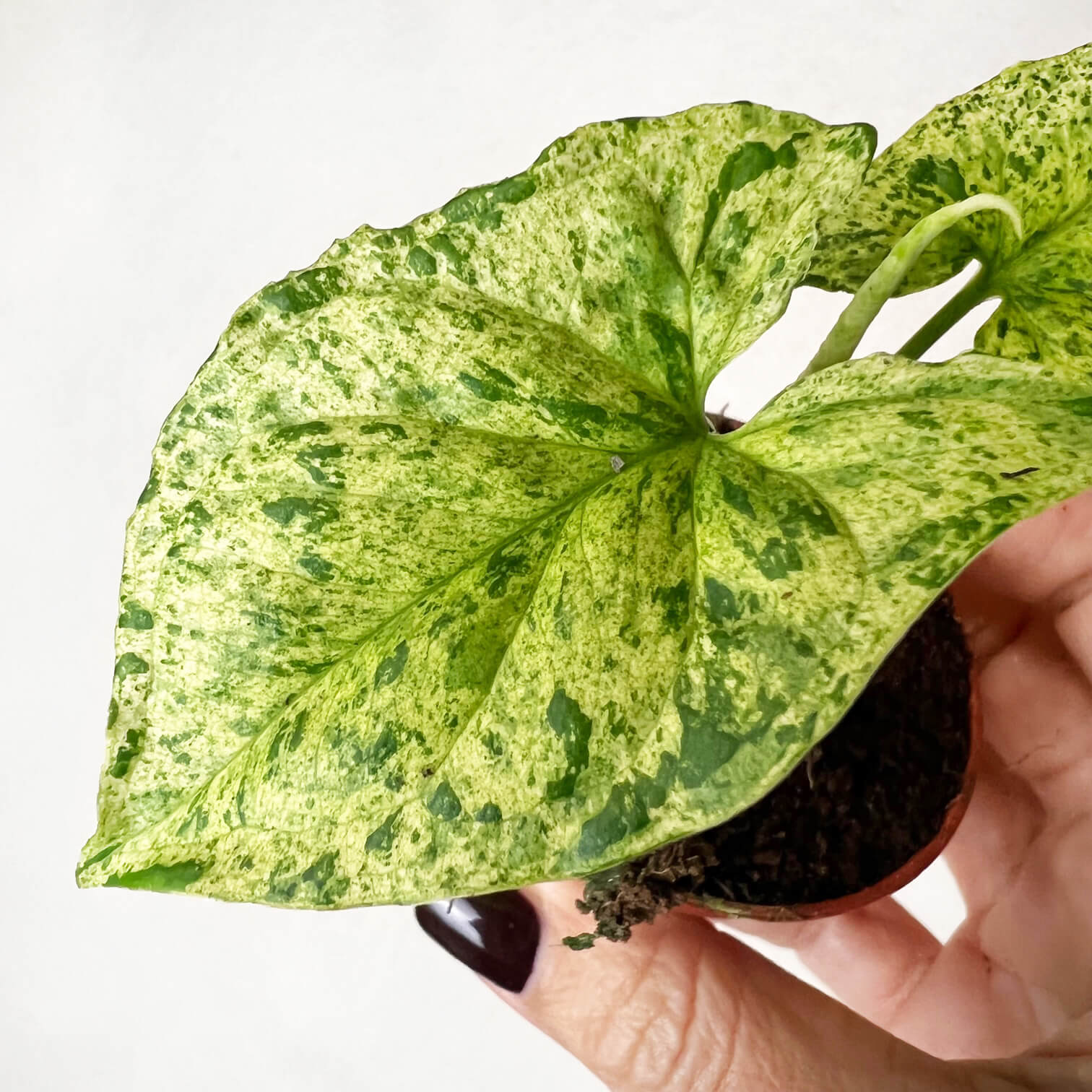 Baby Syngonium Mottled Mojito