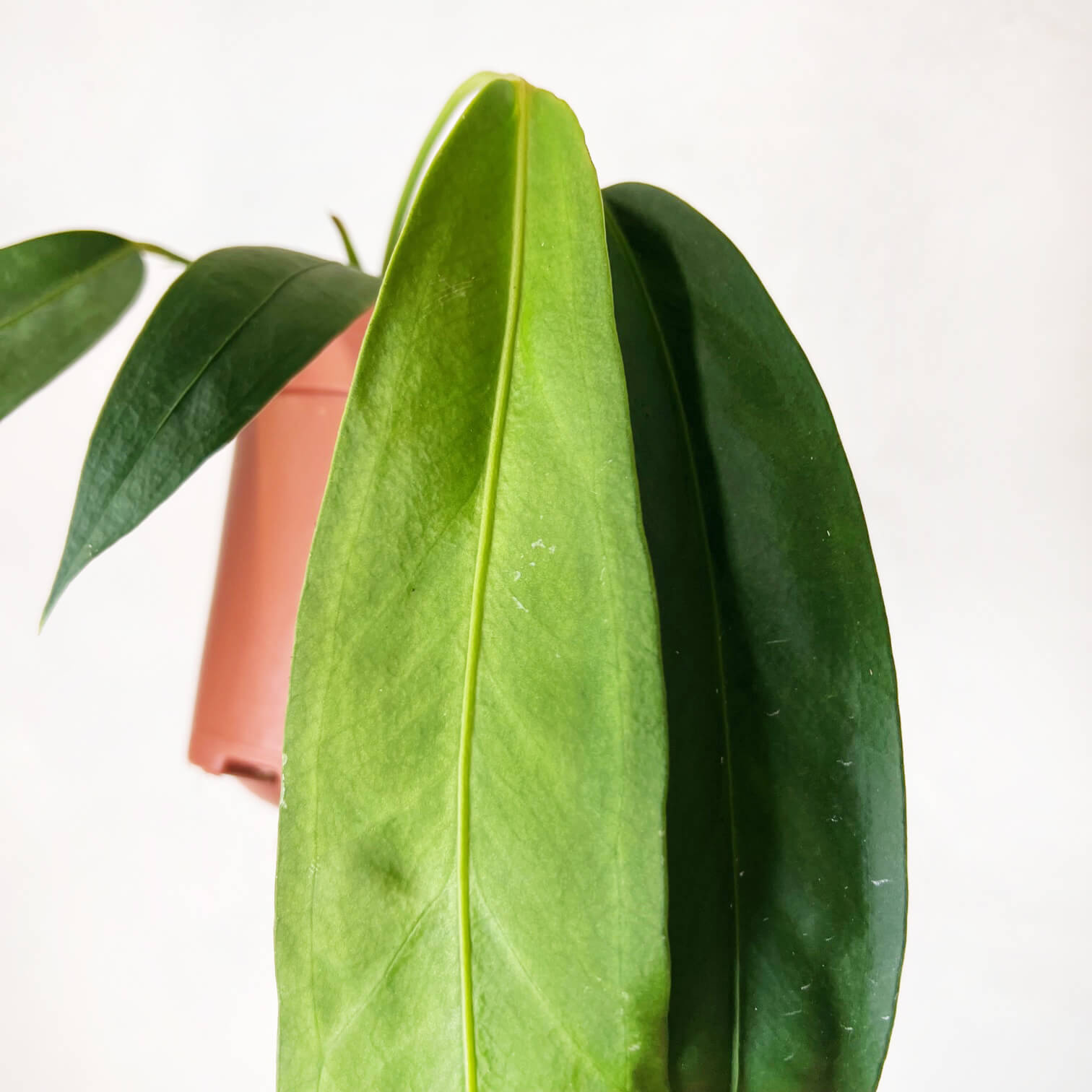 Anthurium Wendlingeri