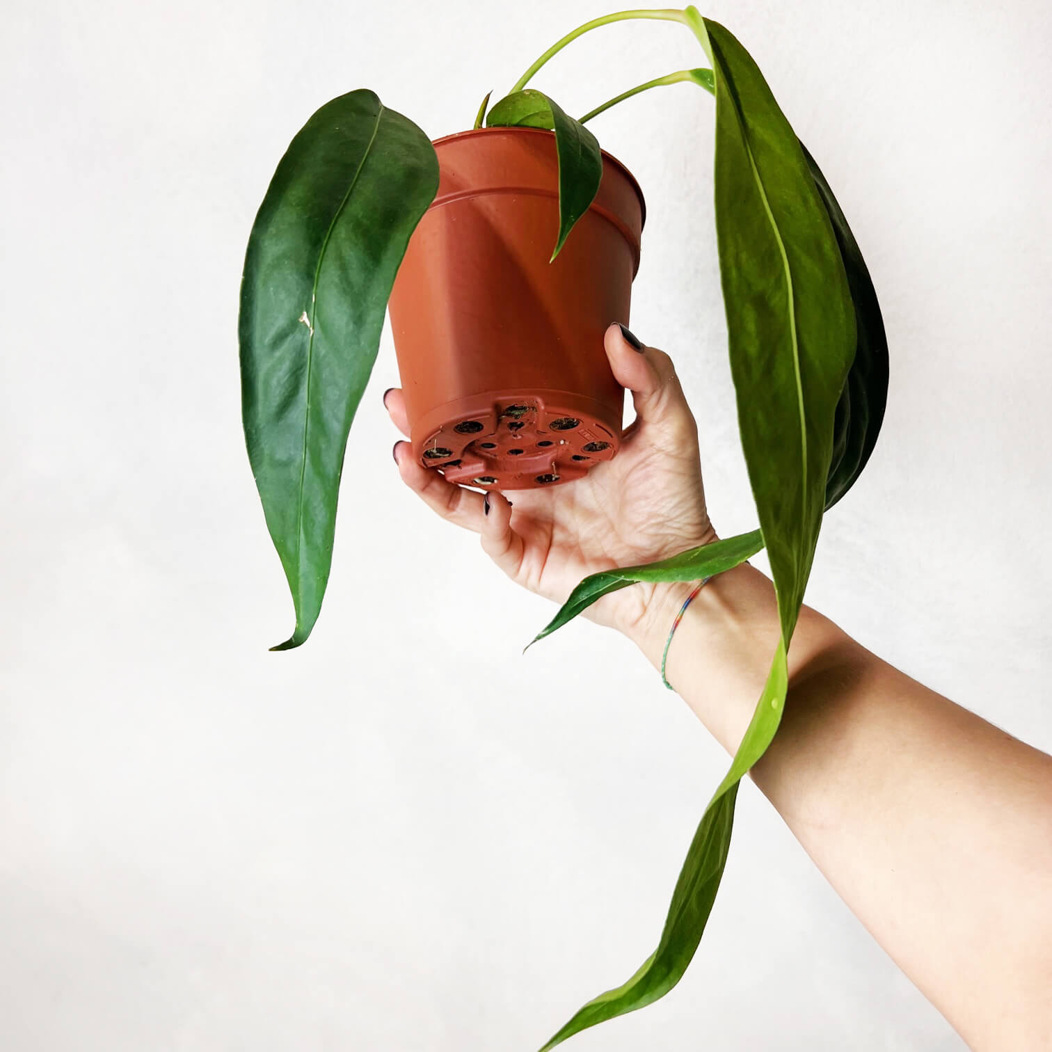 Anthurium Wendlingeri