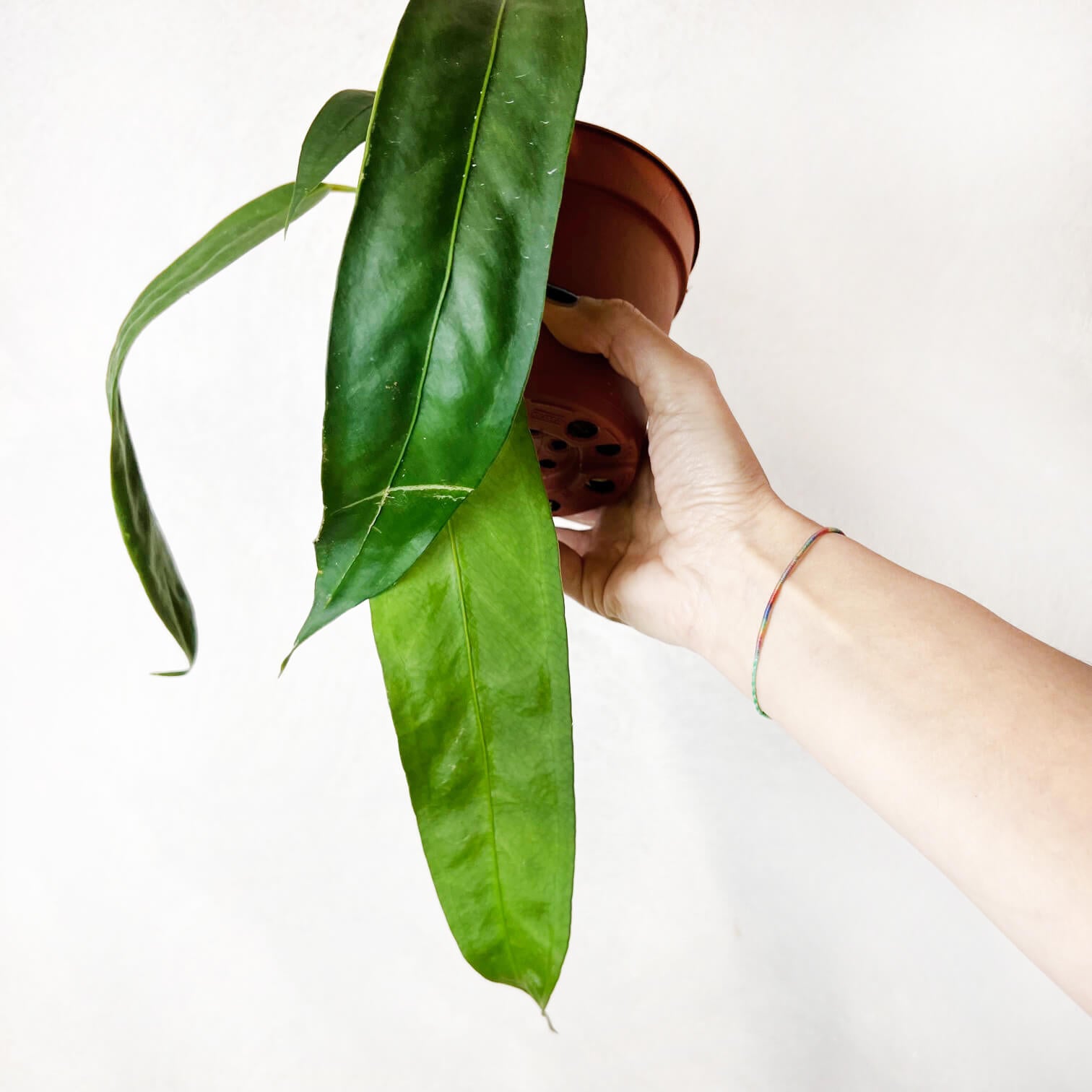 Anthurium Wendlingeri