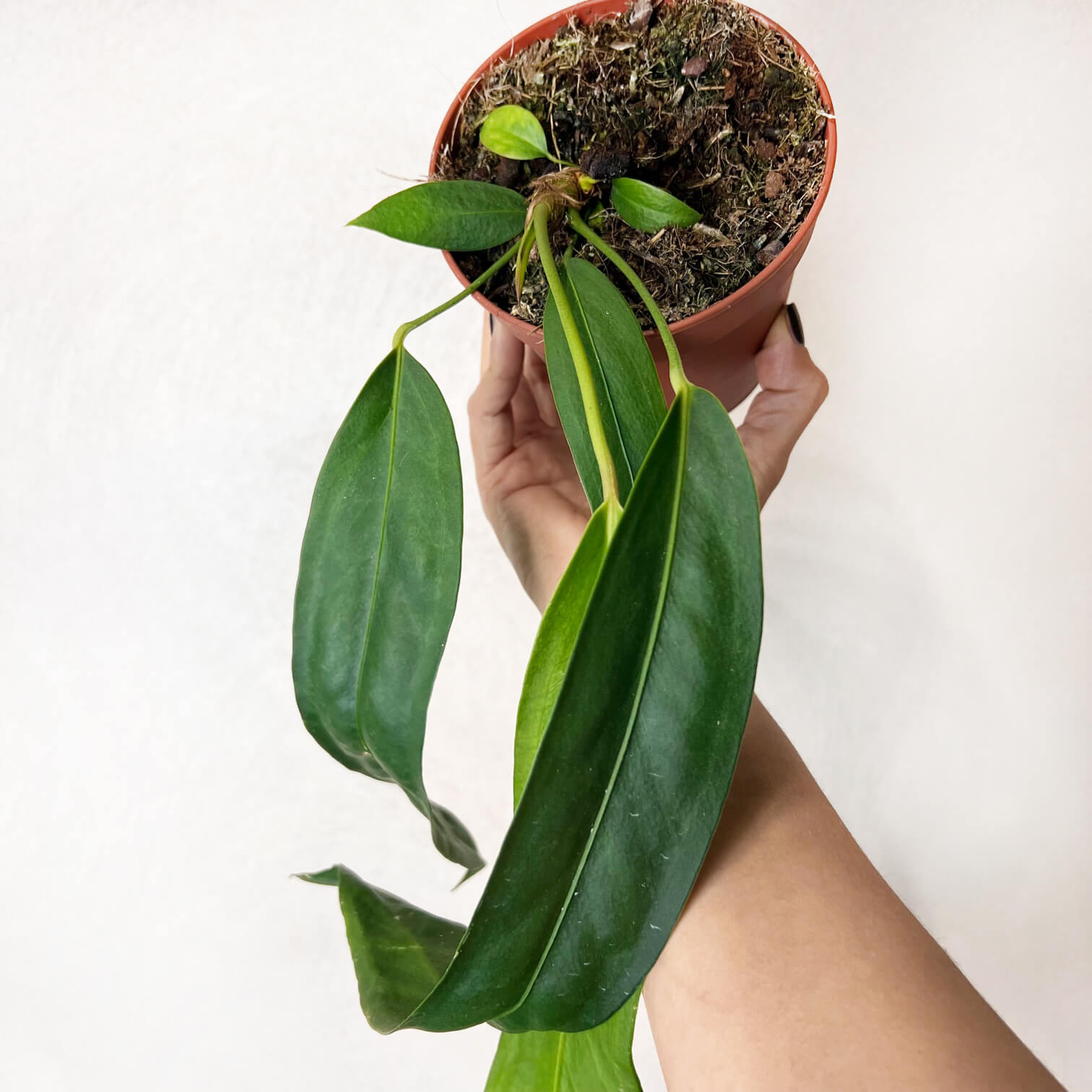 Anthurium Wendlingeri