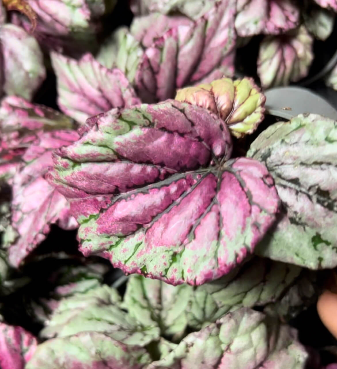 Baby Begonia Hugh McLauchlan