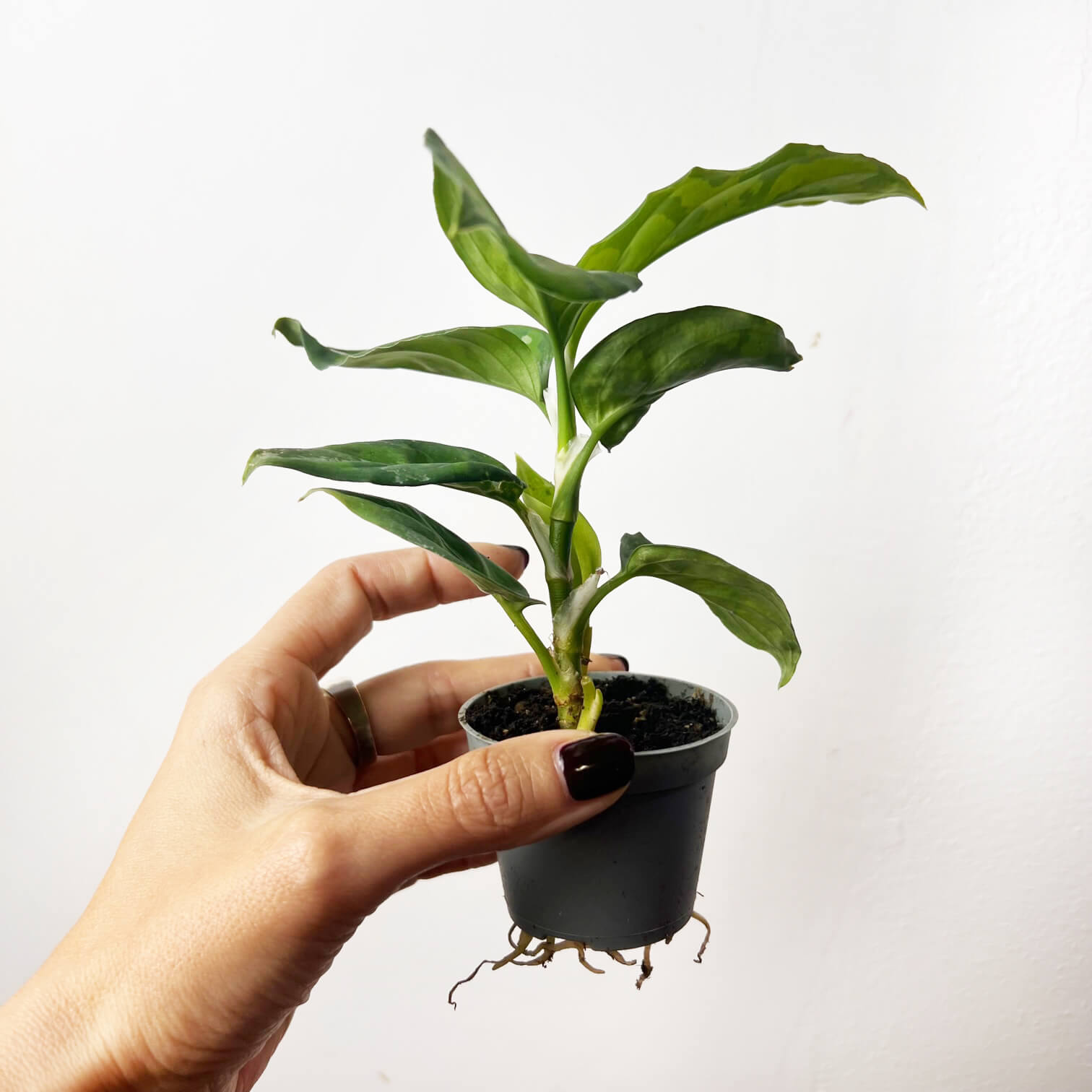 Baby Aglaonema Pictum Tricolor