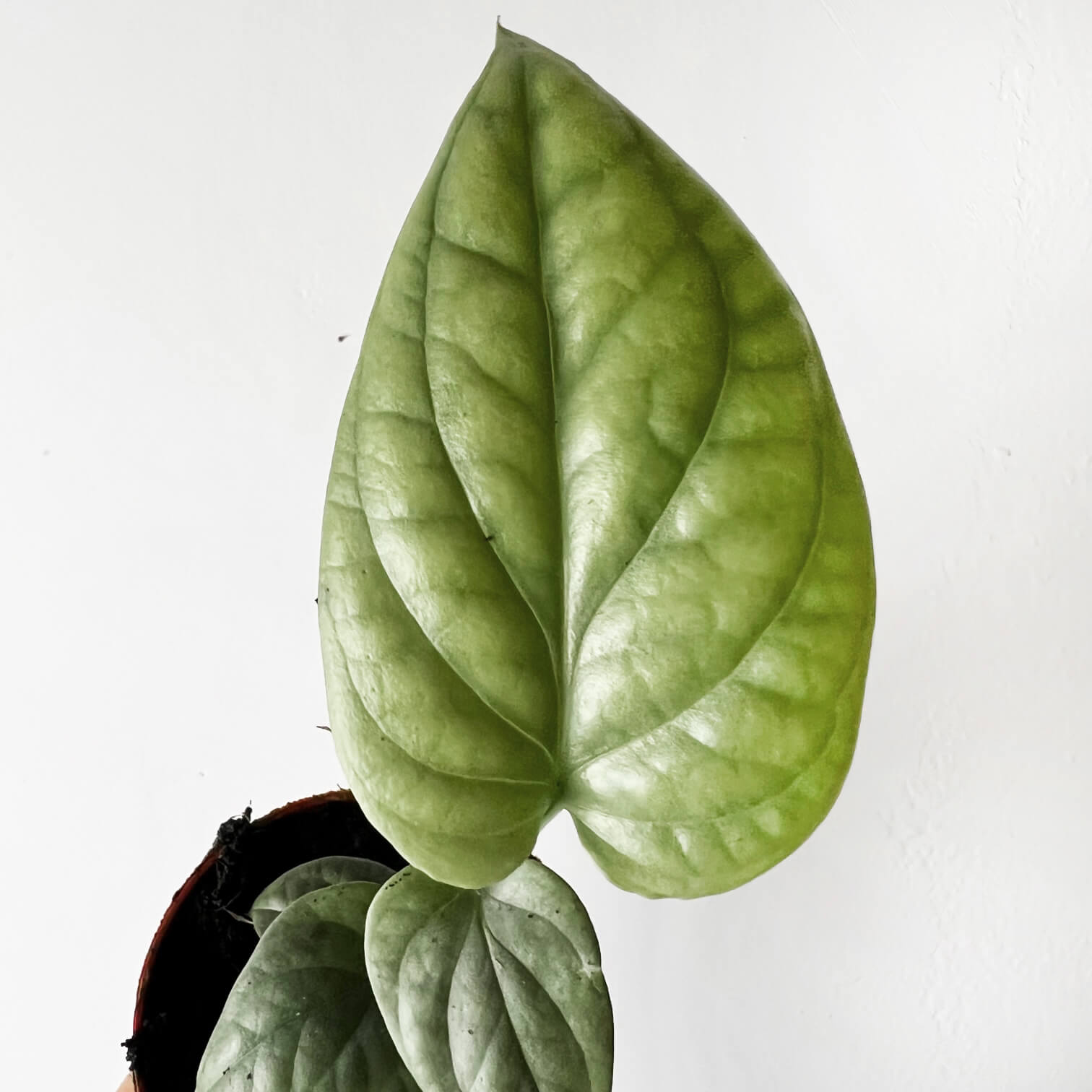 Baby Amydrium Medium Silver