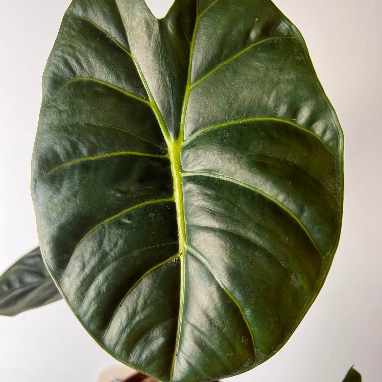Alocasia Golden Bone