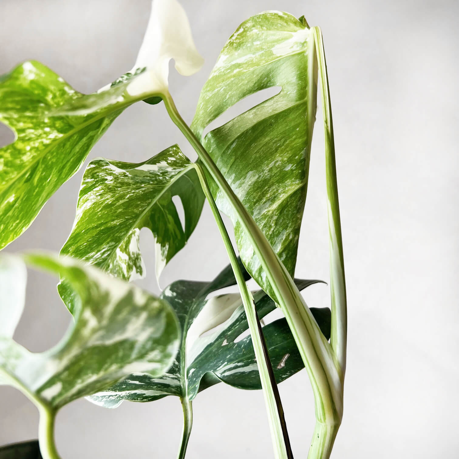 Monstera Deliciosa Albo Variegata