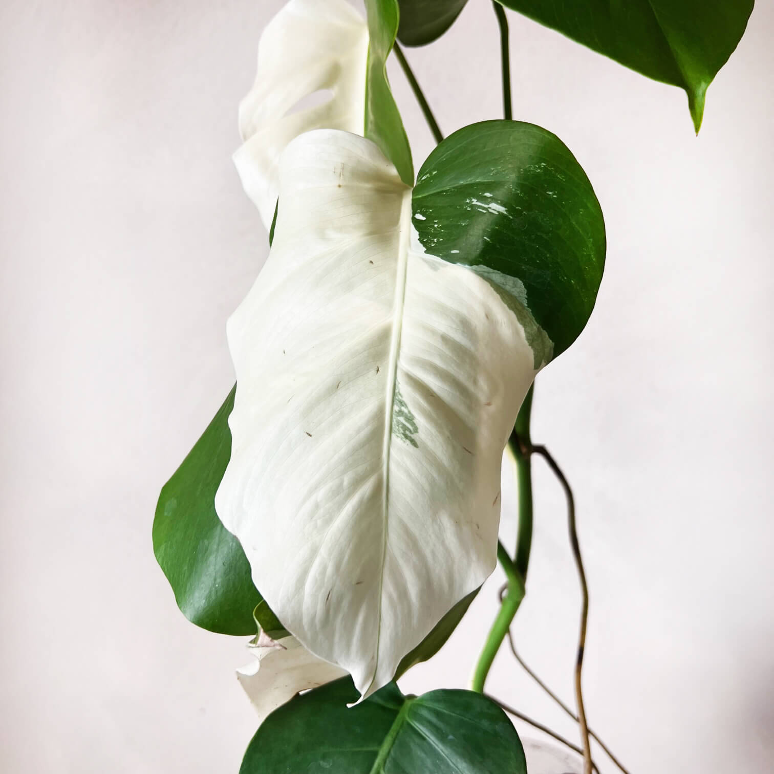 Monstera Deliciosa Albo Variegata / Olimpia