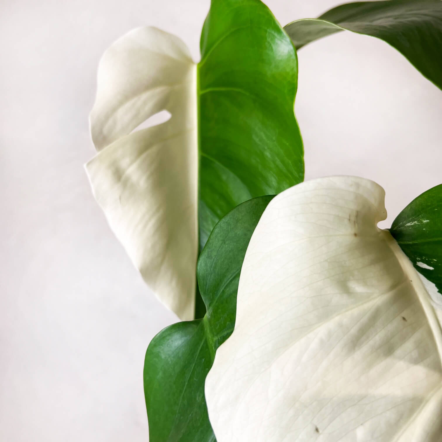 Monstera Deliciosa Albo Variegata / Olimpia