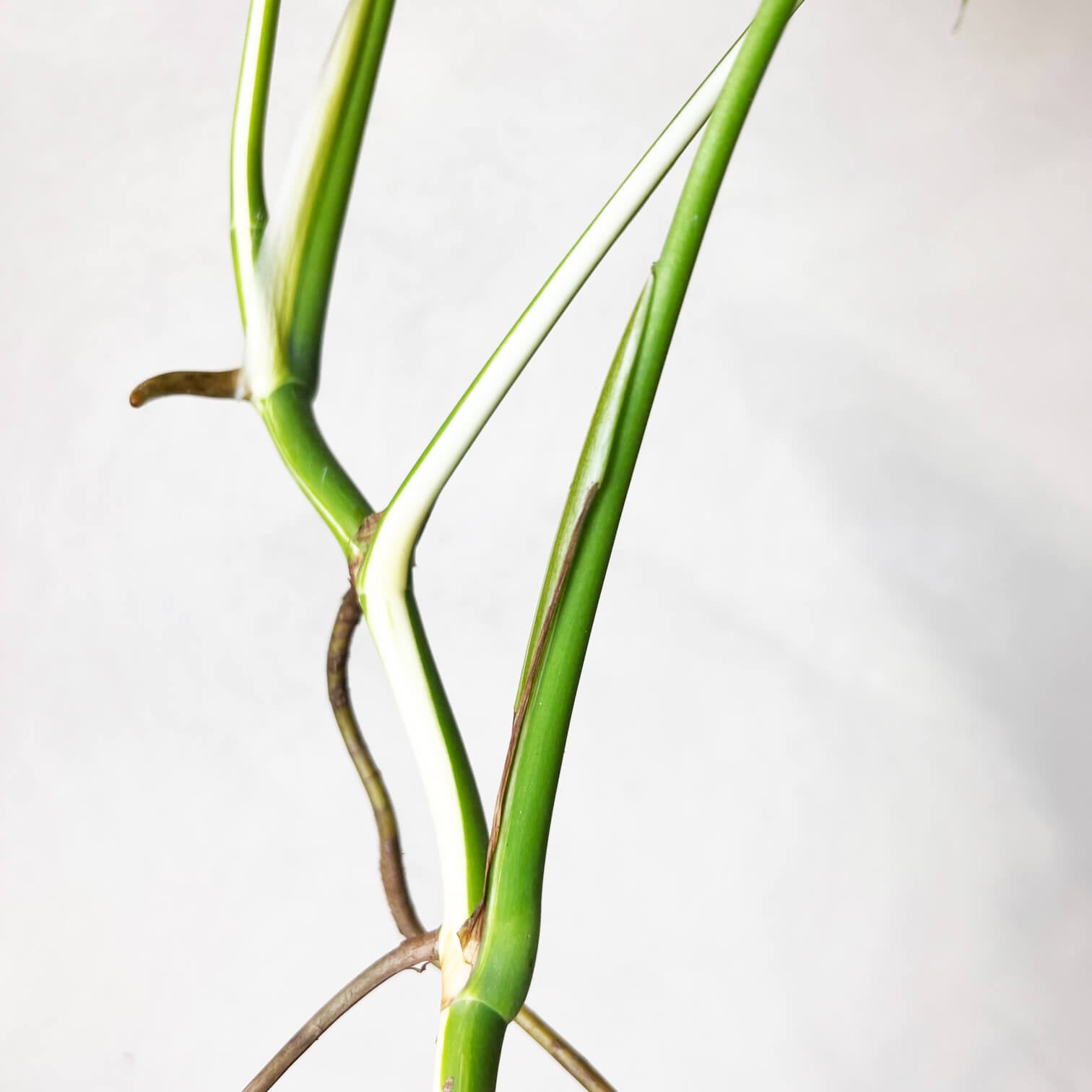 Monstera Deliciosa Albo Variegata / Olimpia