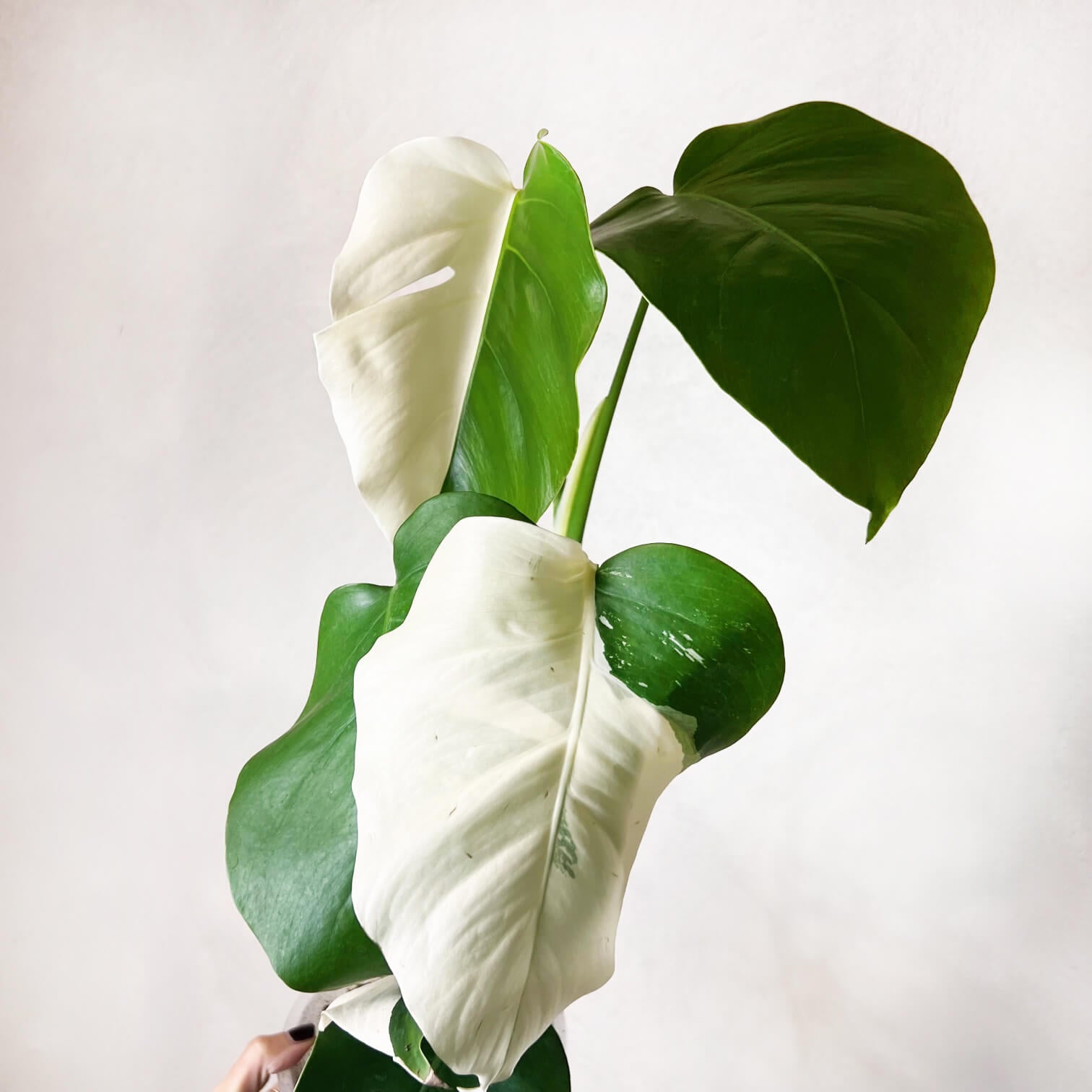 Monstera Deliciosa Albo Variegata / Olimpia