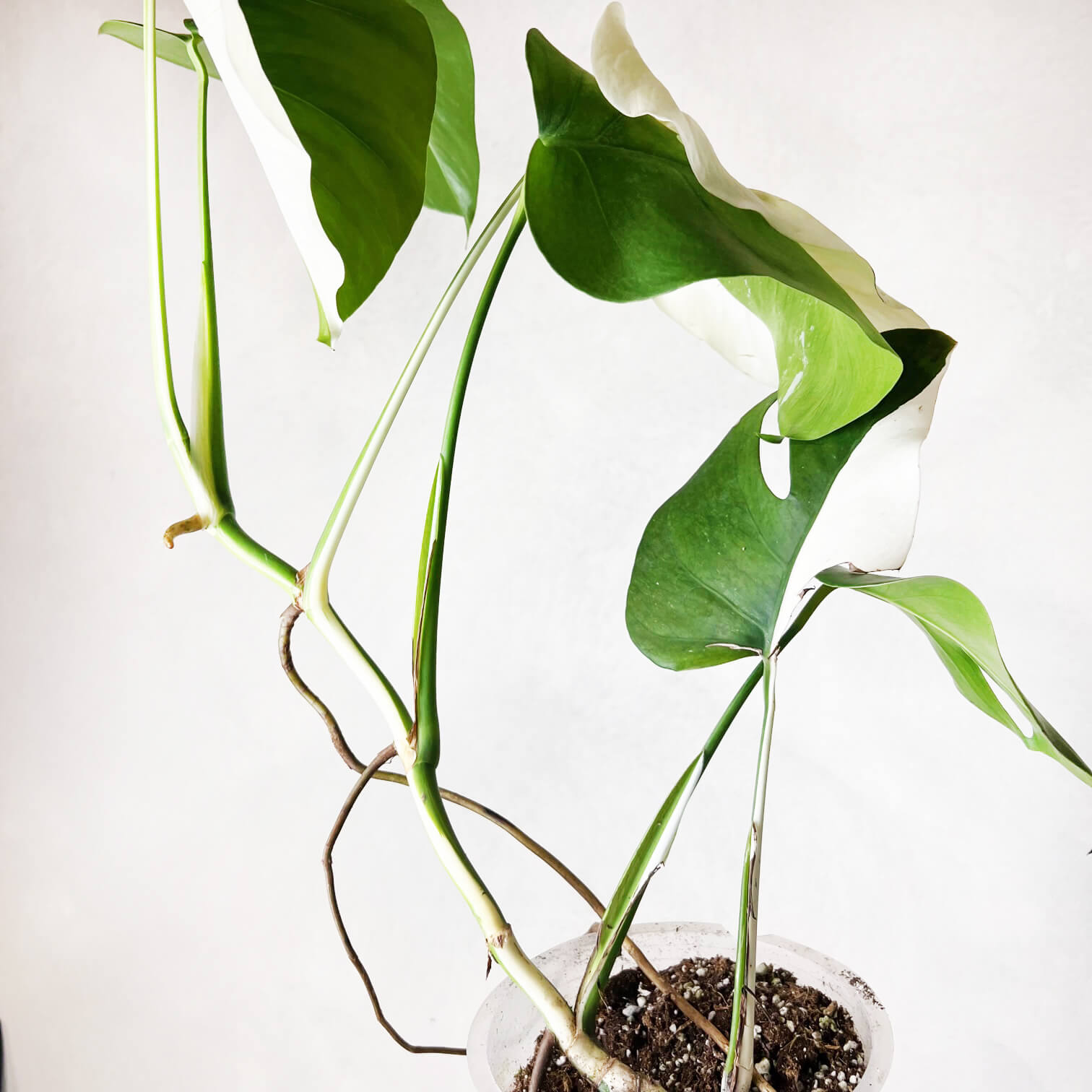 Monstera Deliciosa Albo Variegata / Olimpia