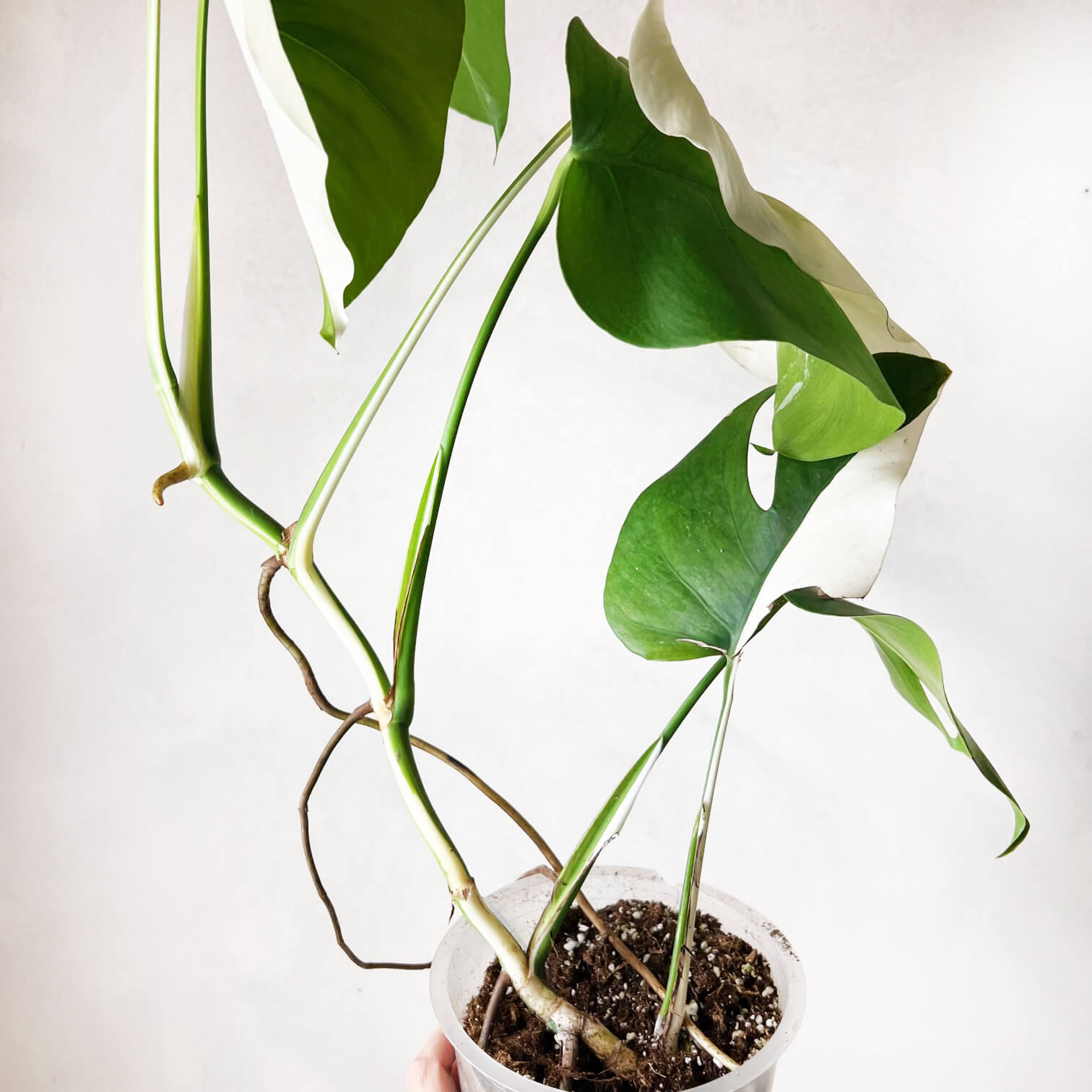 Monstera Thai Constellation /Pamela