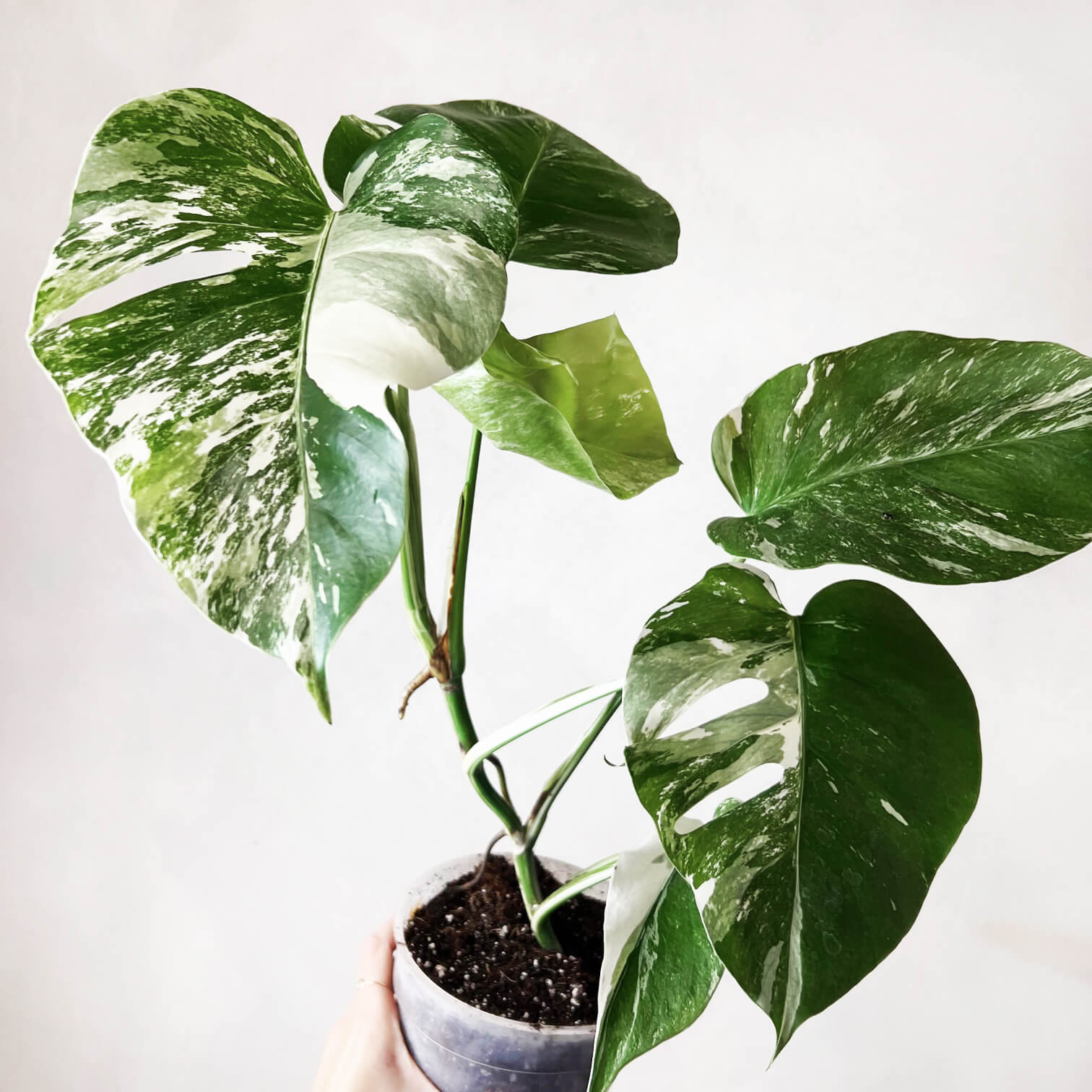 Monstera Deliciosa Albo Variegata