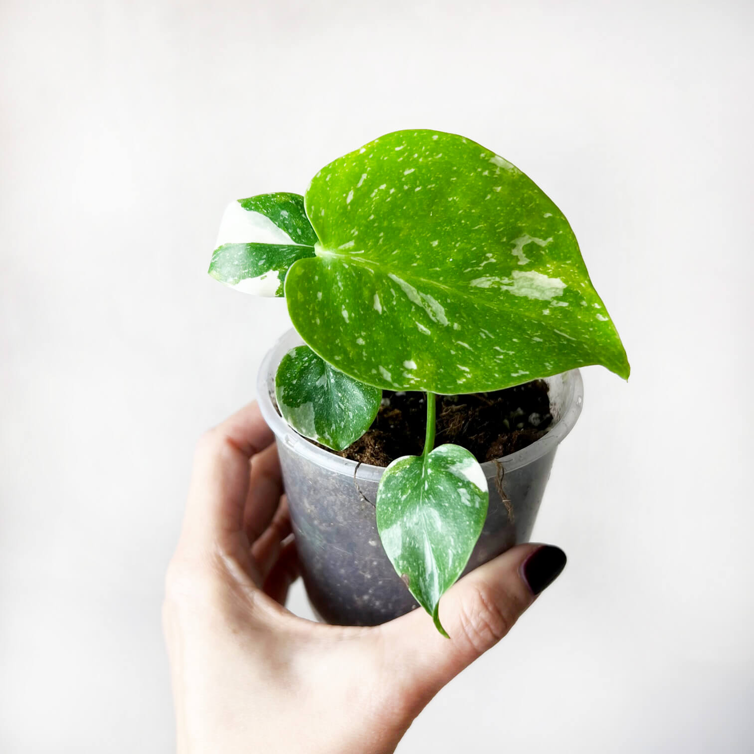 Monstera Thai Constellation /Cinzia