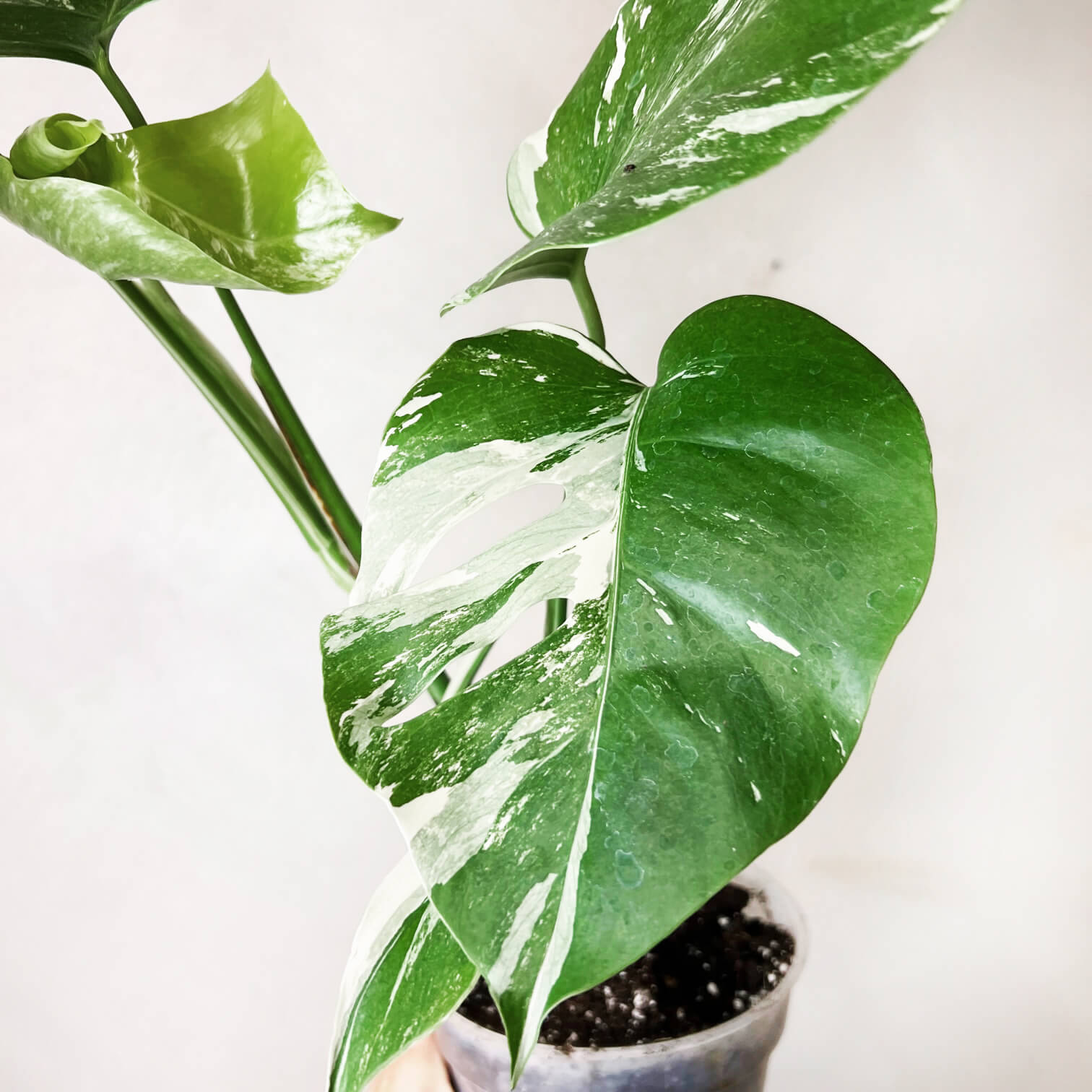 Monstera Deliciosa Albo Variegata
