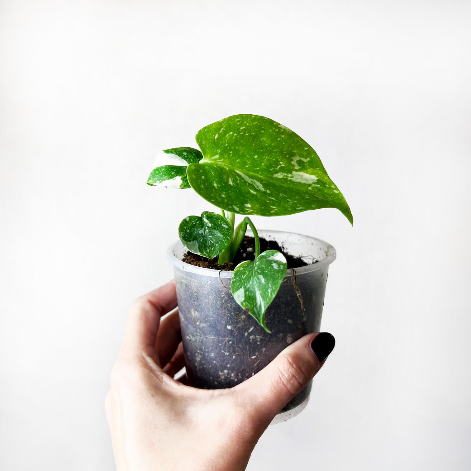 Monstera Thai Constellation /Cinzia