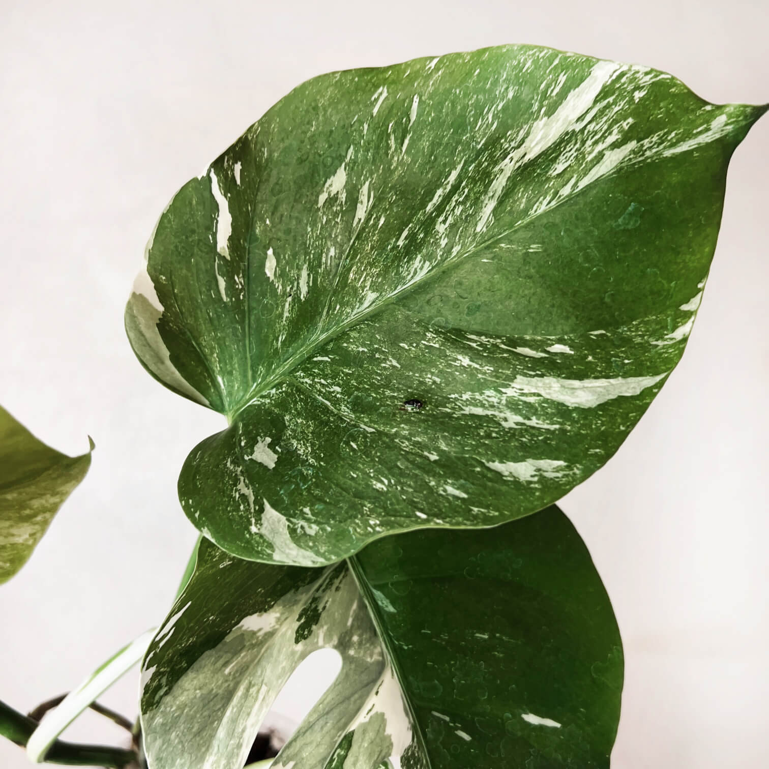 Monstera Deliciosa Albo Variegata