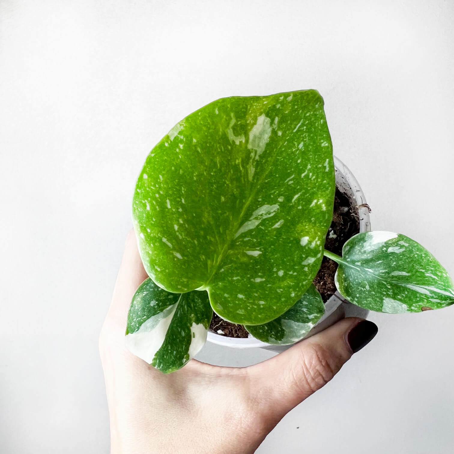 Monstera Thai Constellation /Cinzia
