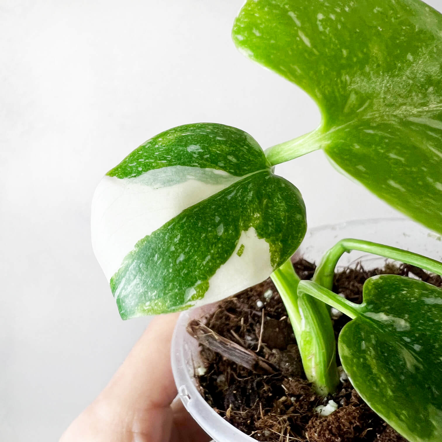 Monstera Thai Constellation /Cinzia