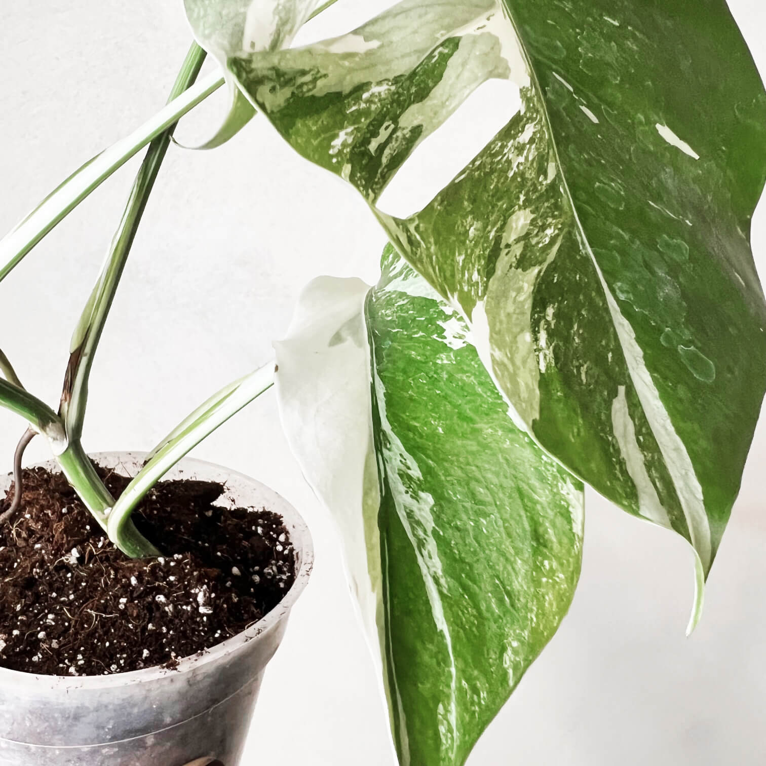 Monstera Deliciosa Albo Variegata