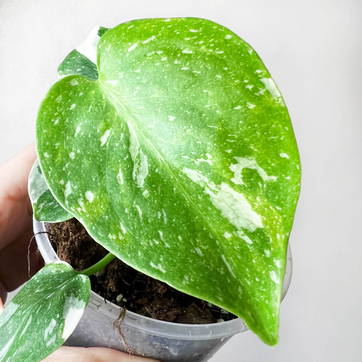 Monstera Thai Constellation /Cinzia