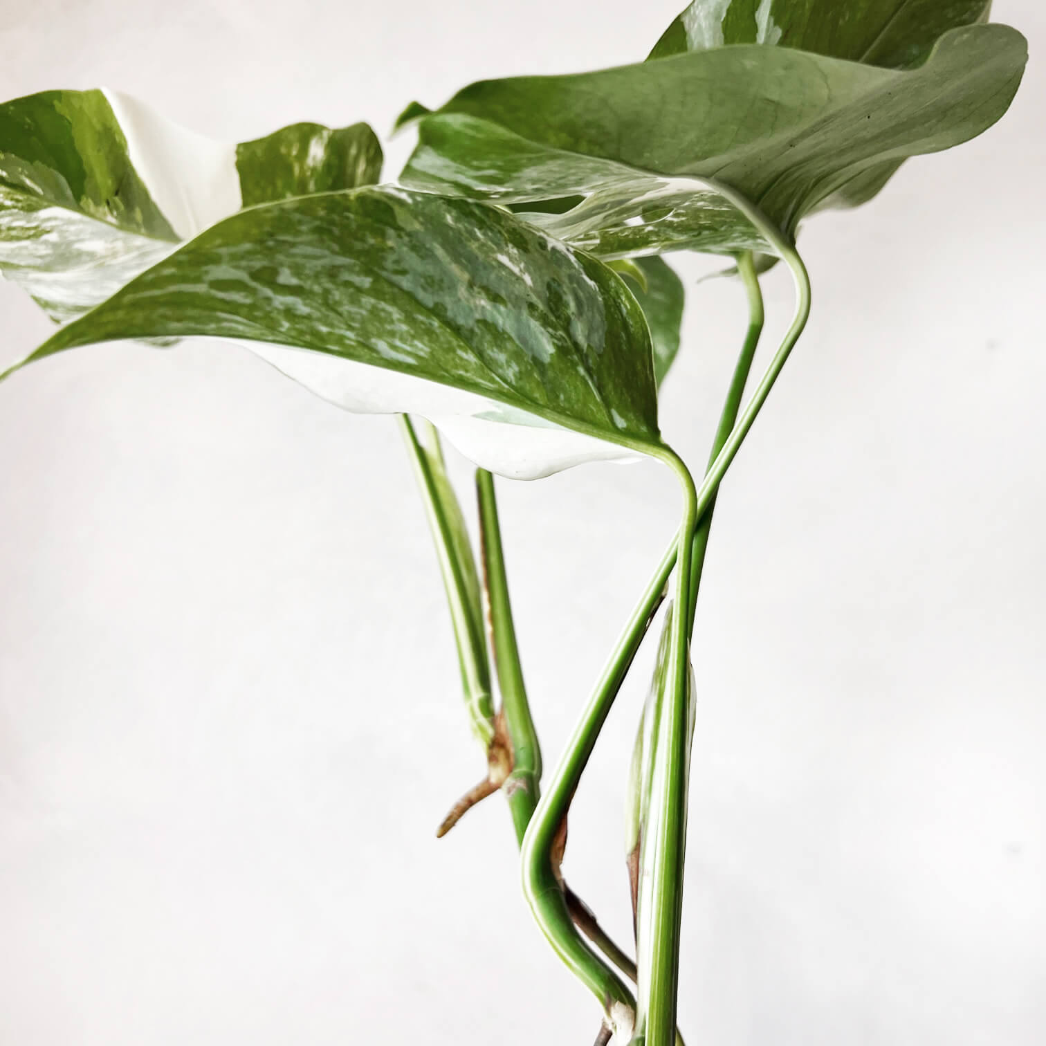 Monstera Deliciosa Albo Variegata