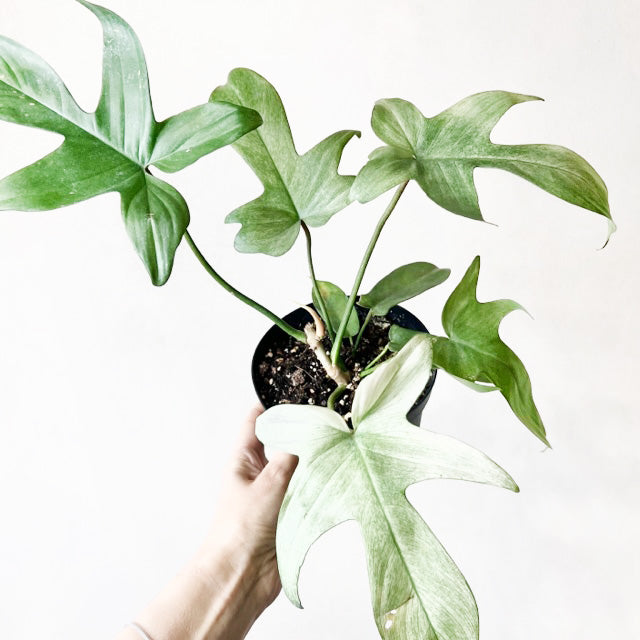 Philodendron Florida Ghost /Lorenzo